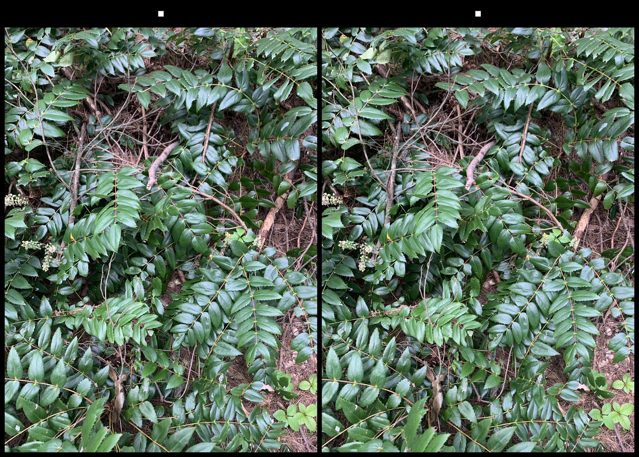 stereo image