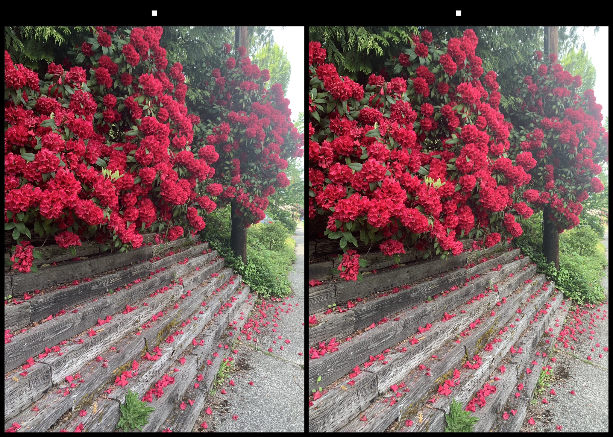 stereo image