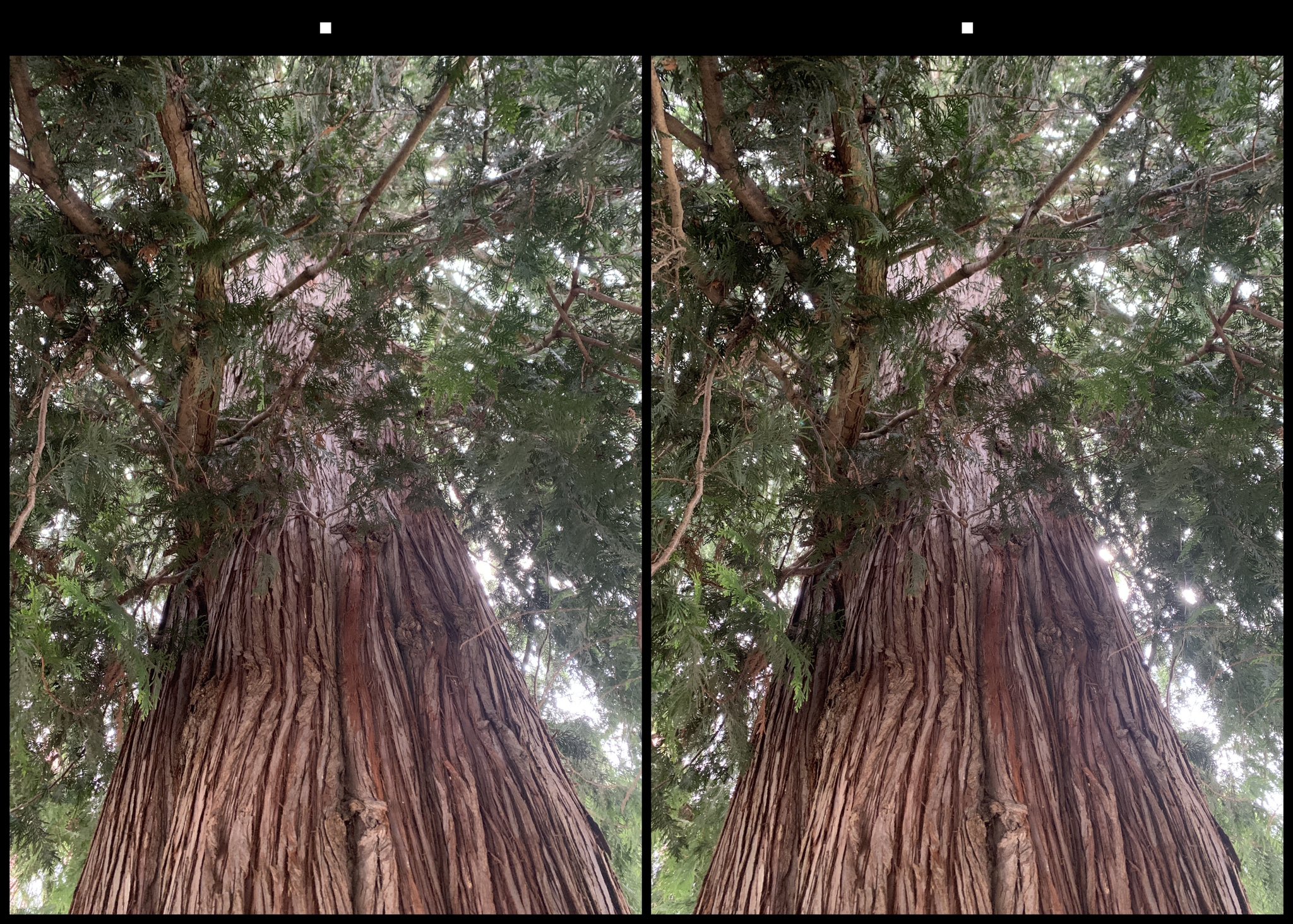 stereo image