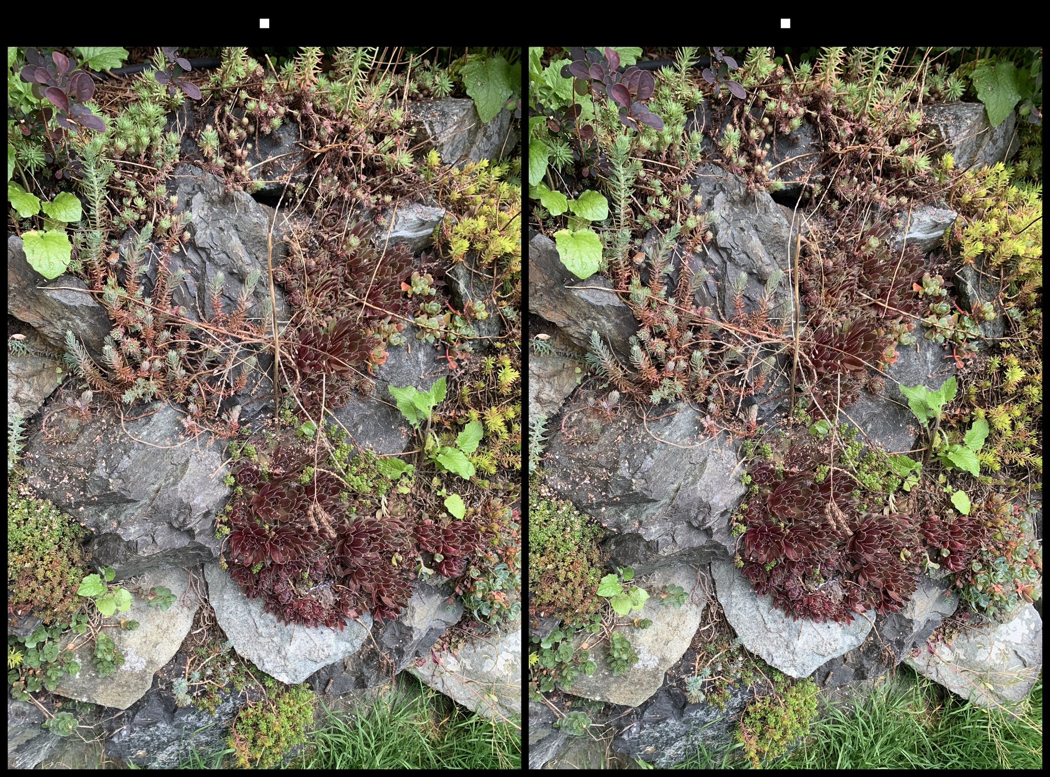 stereo image