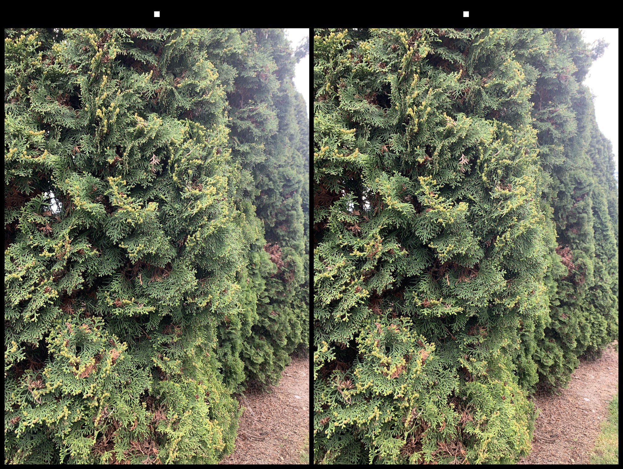 stereo image