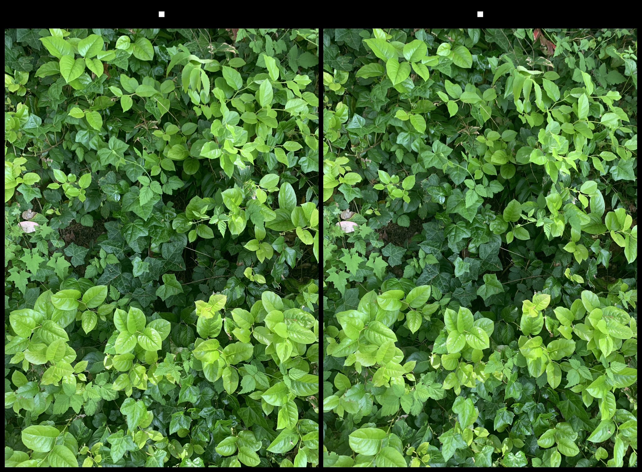 stereo image