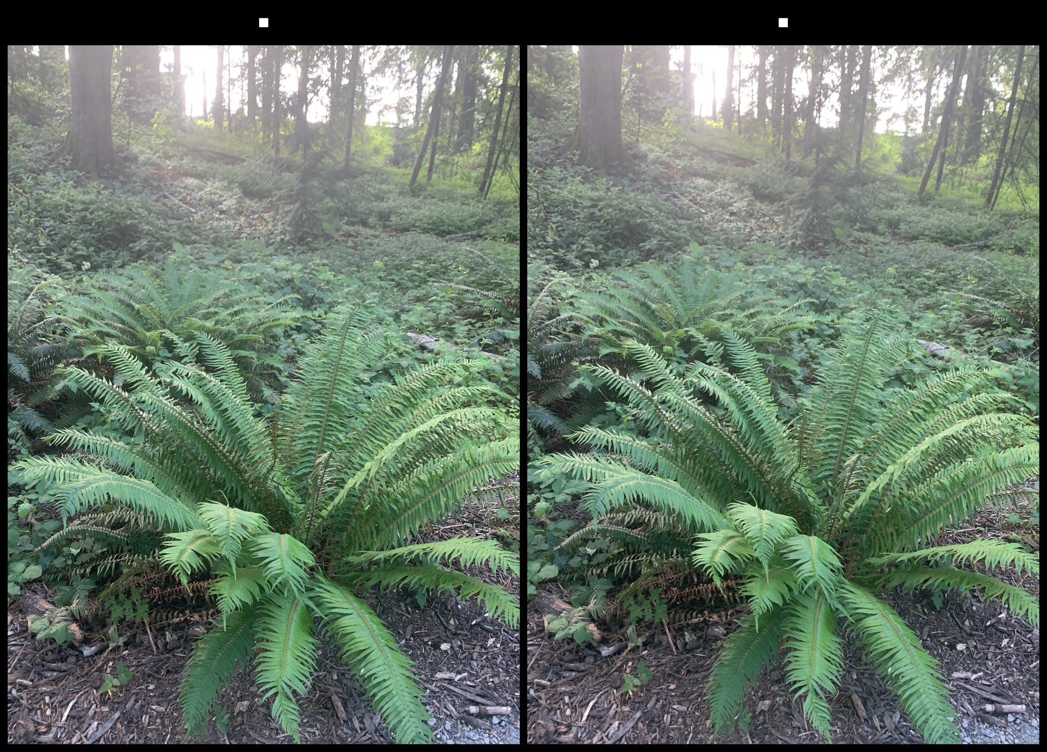 stereo image