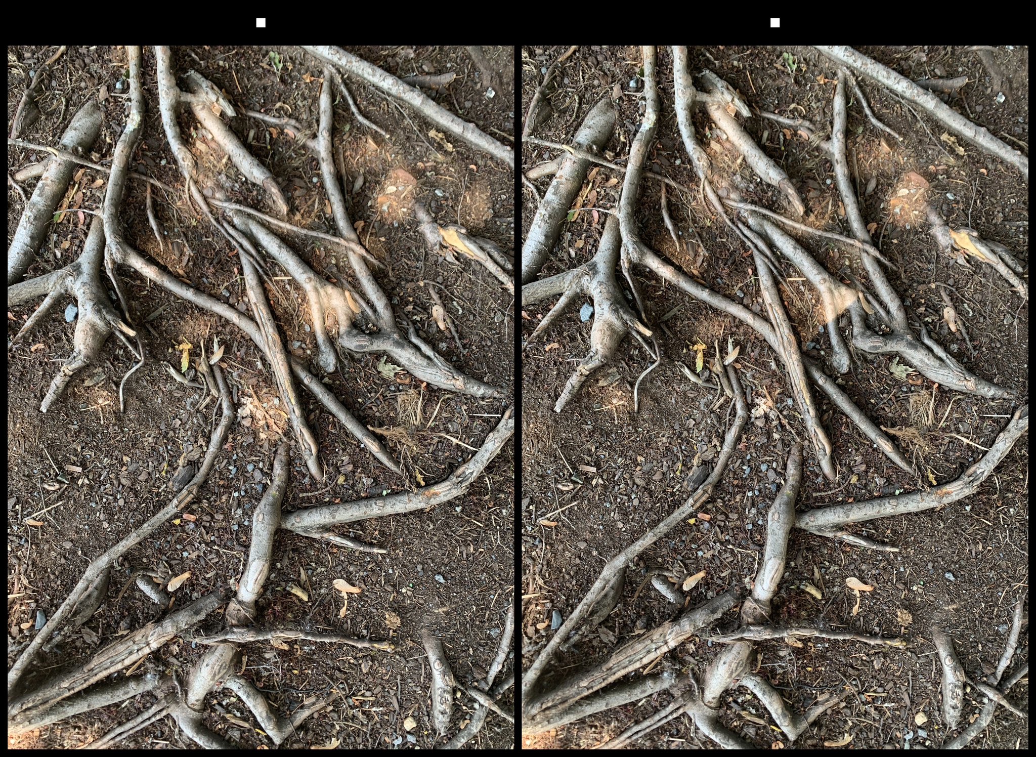 stereo image