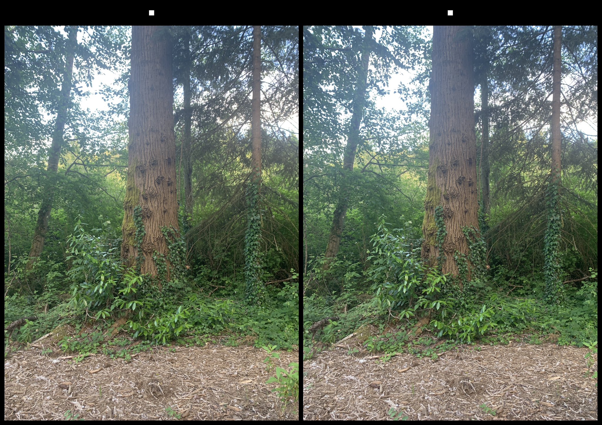 stereo image