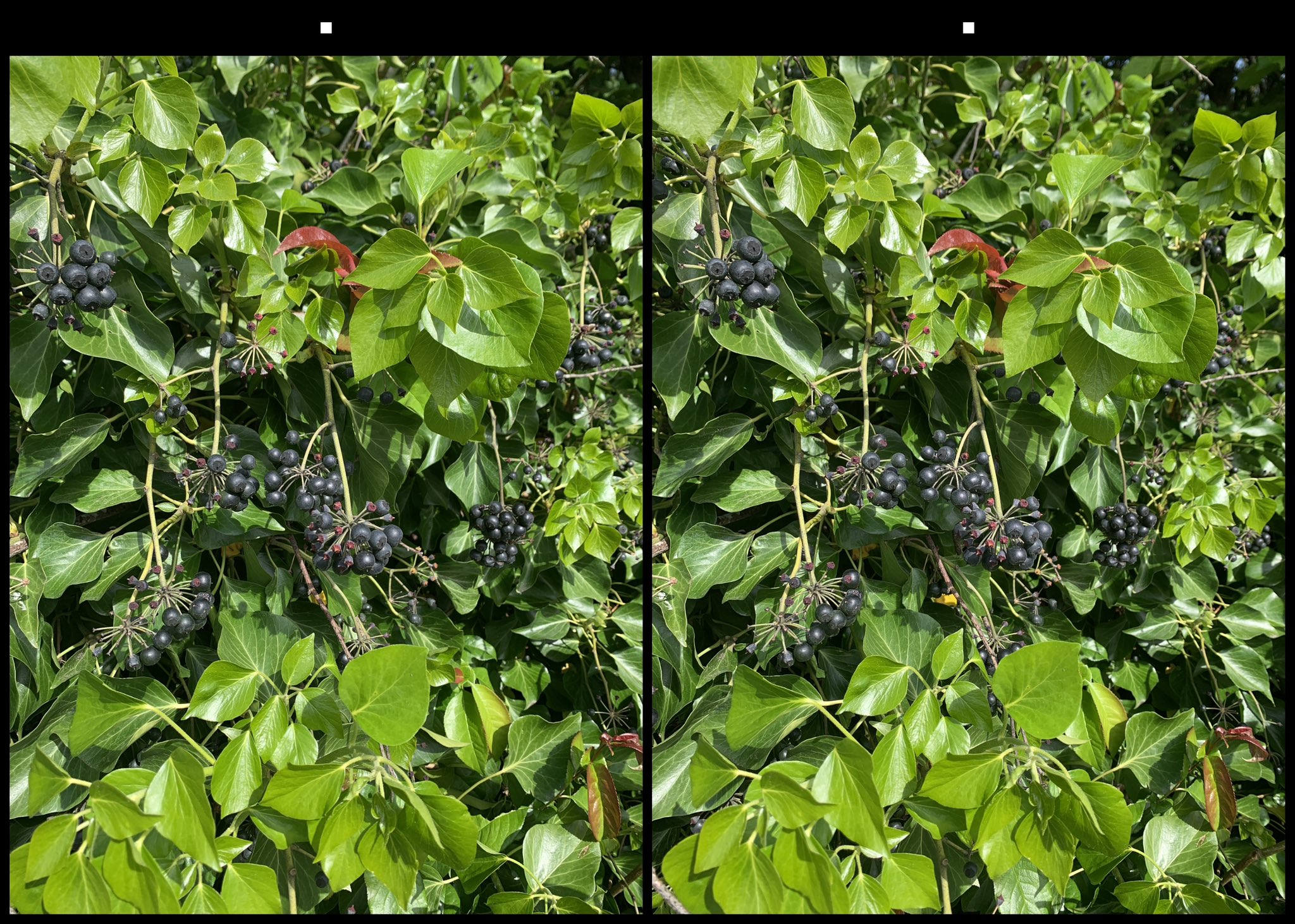 stereo image