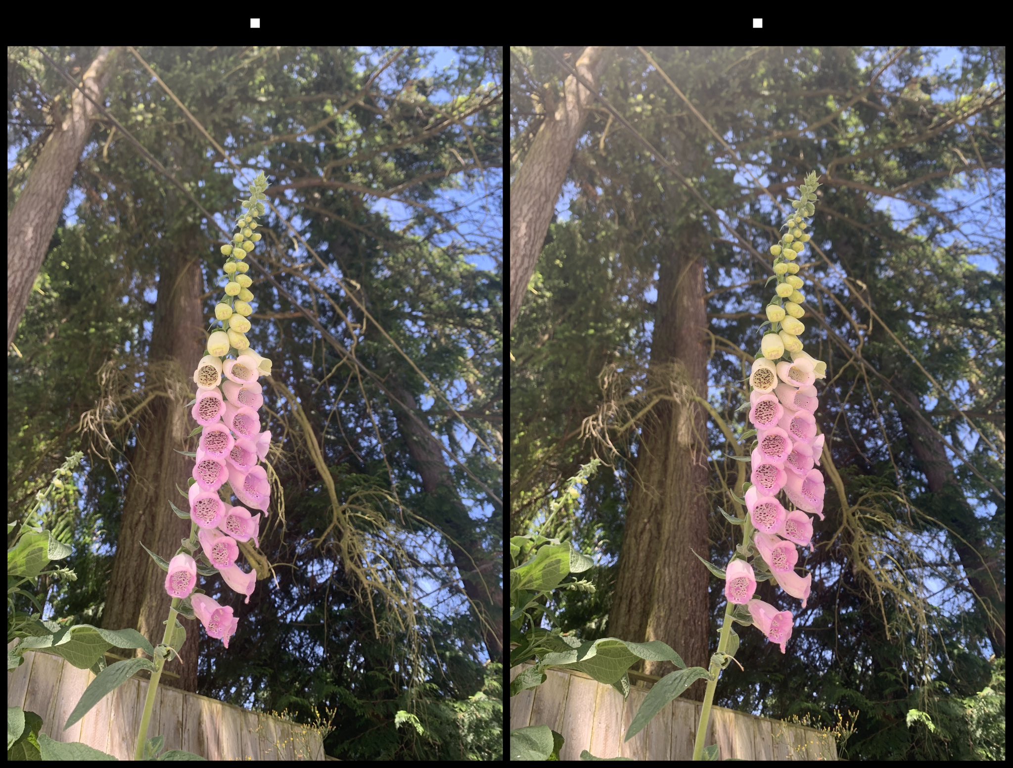stereo image