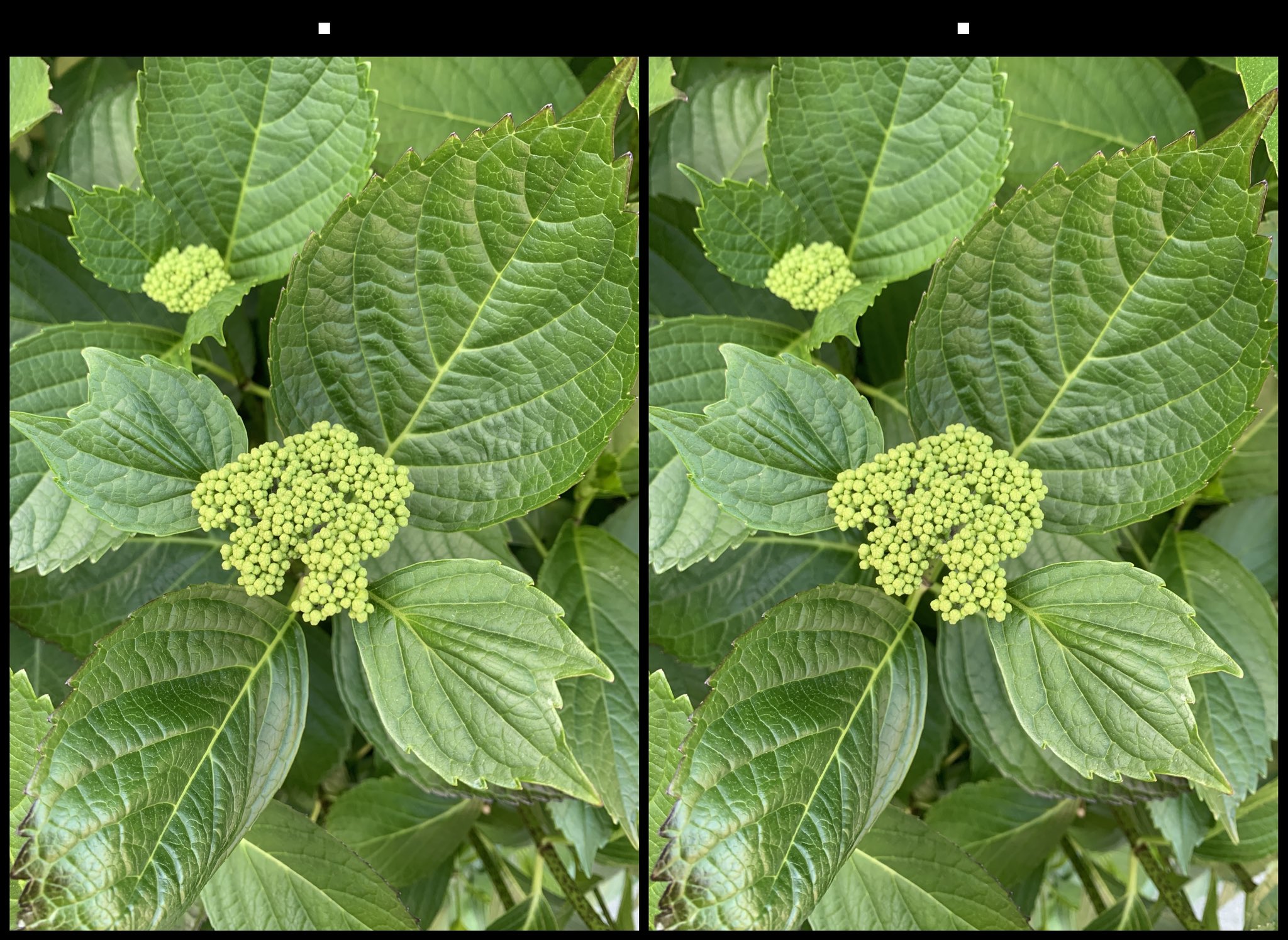 stereo image