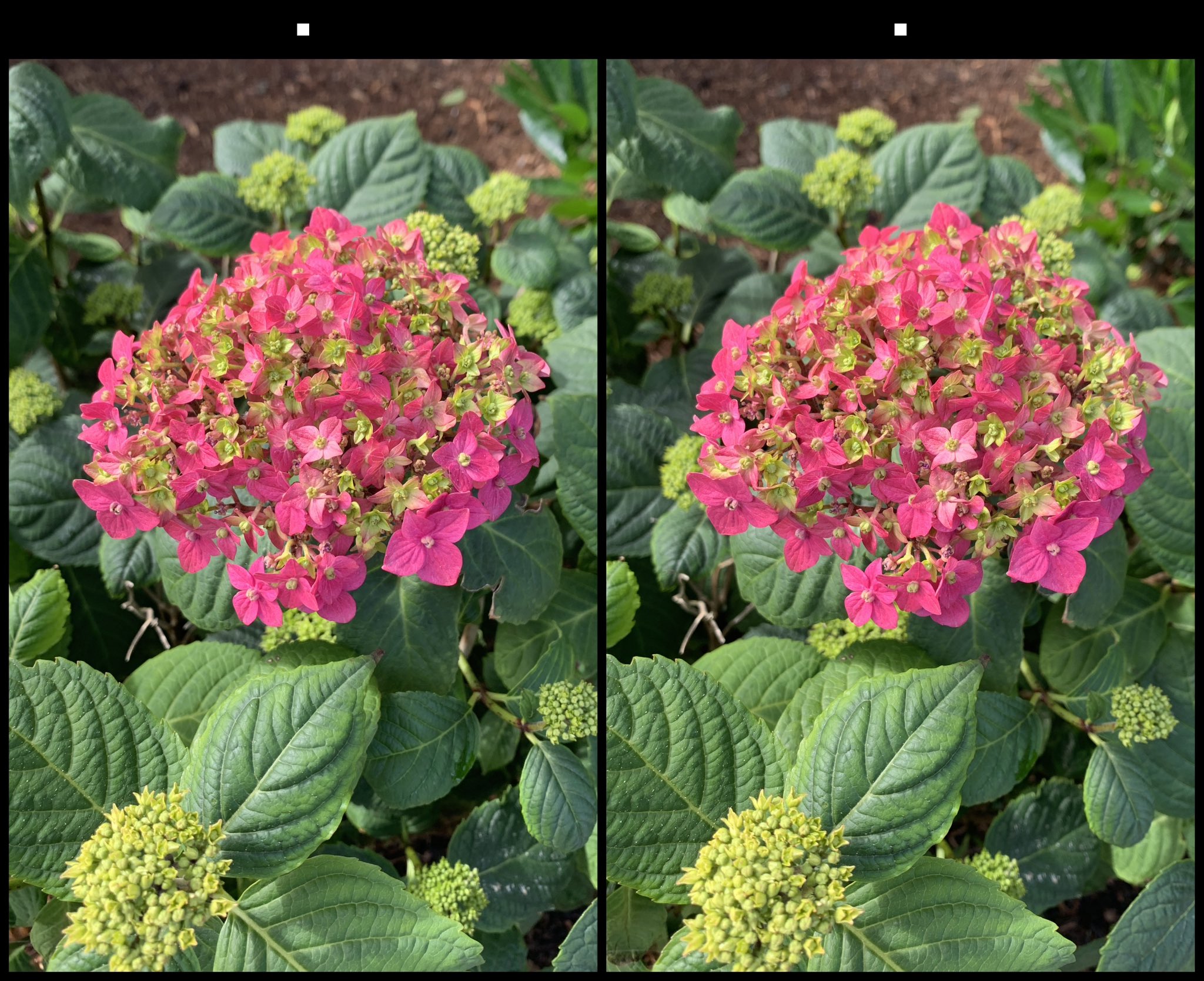 stereo image