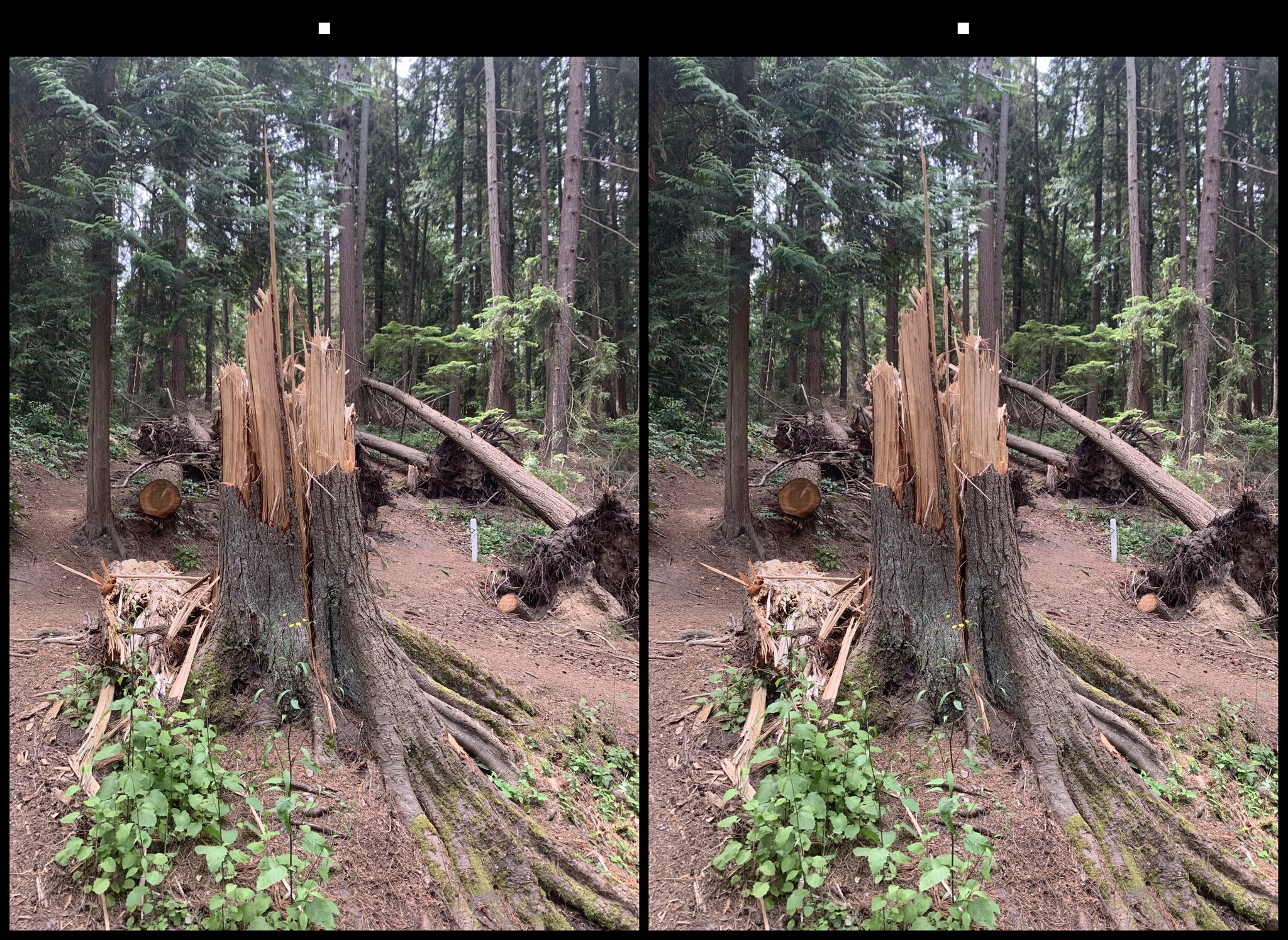 stereo image
