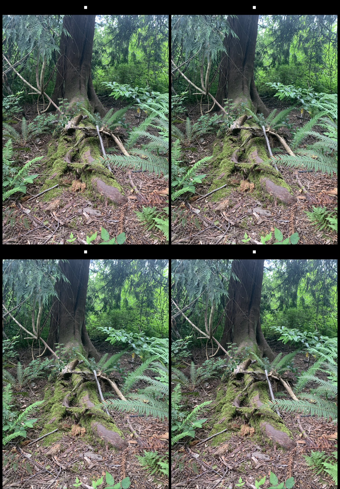 stereo image