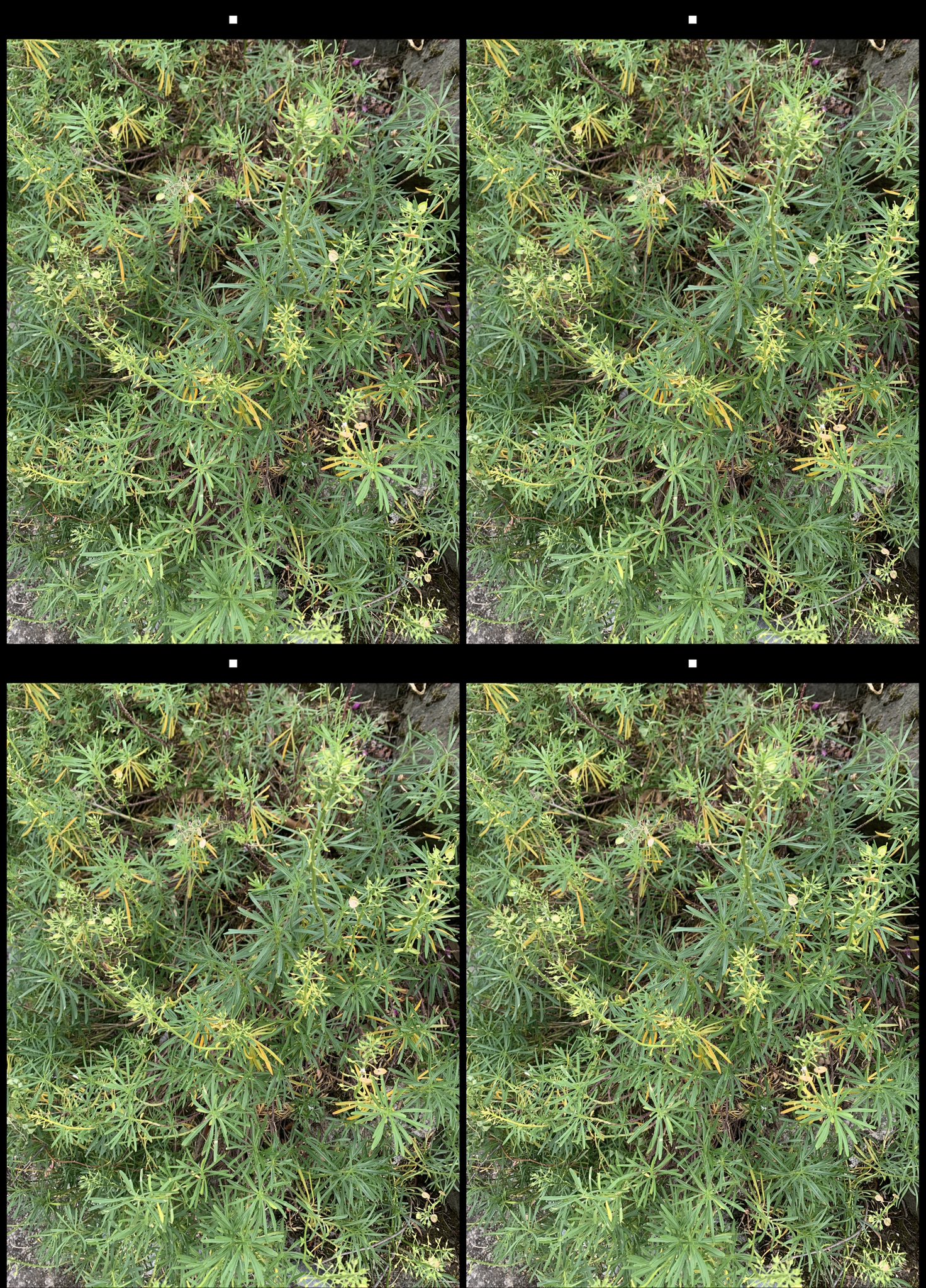 stereo image