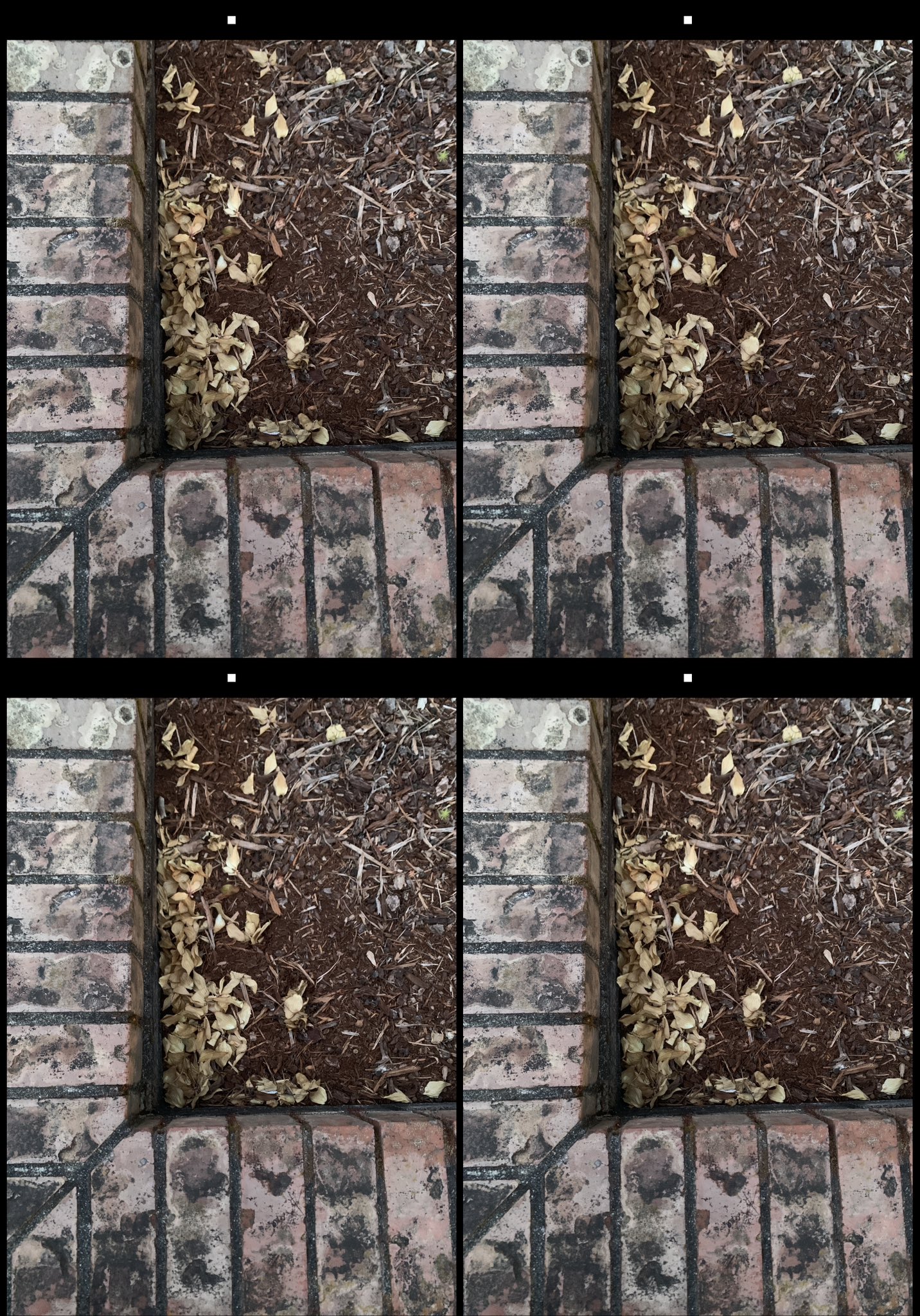 stereo image