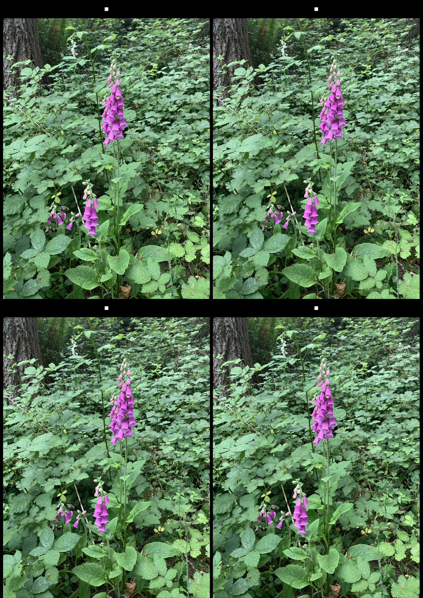 stereo image