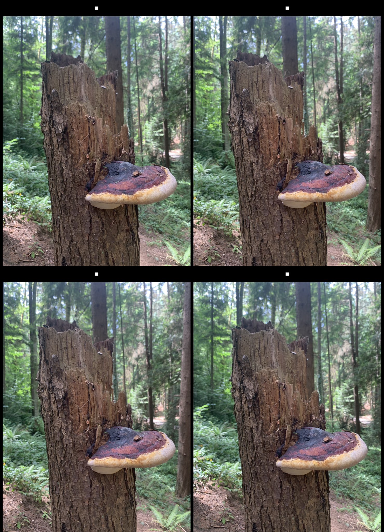 stereo image