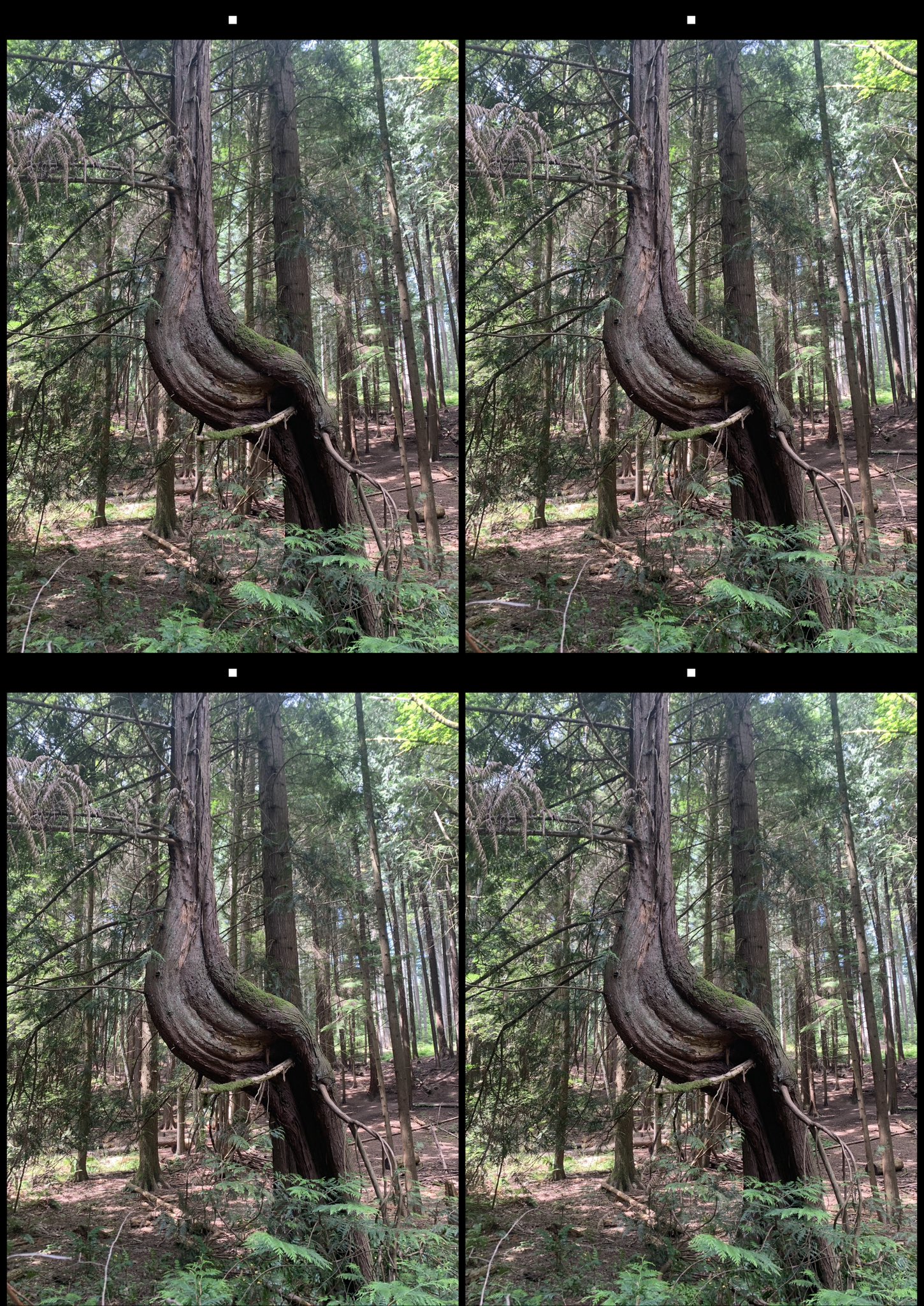 stereo image