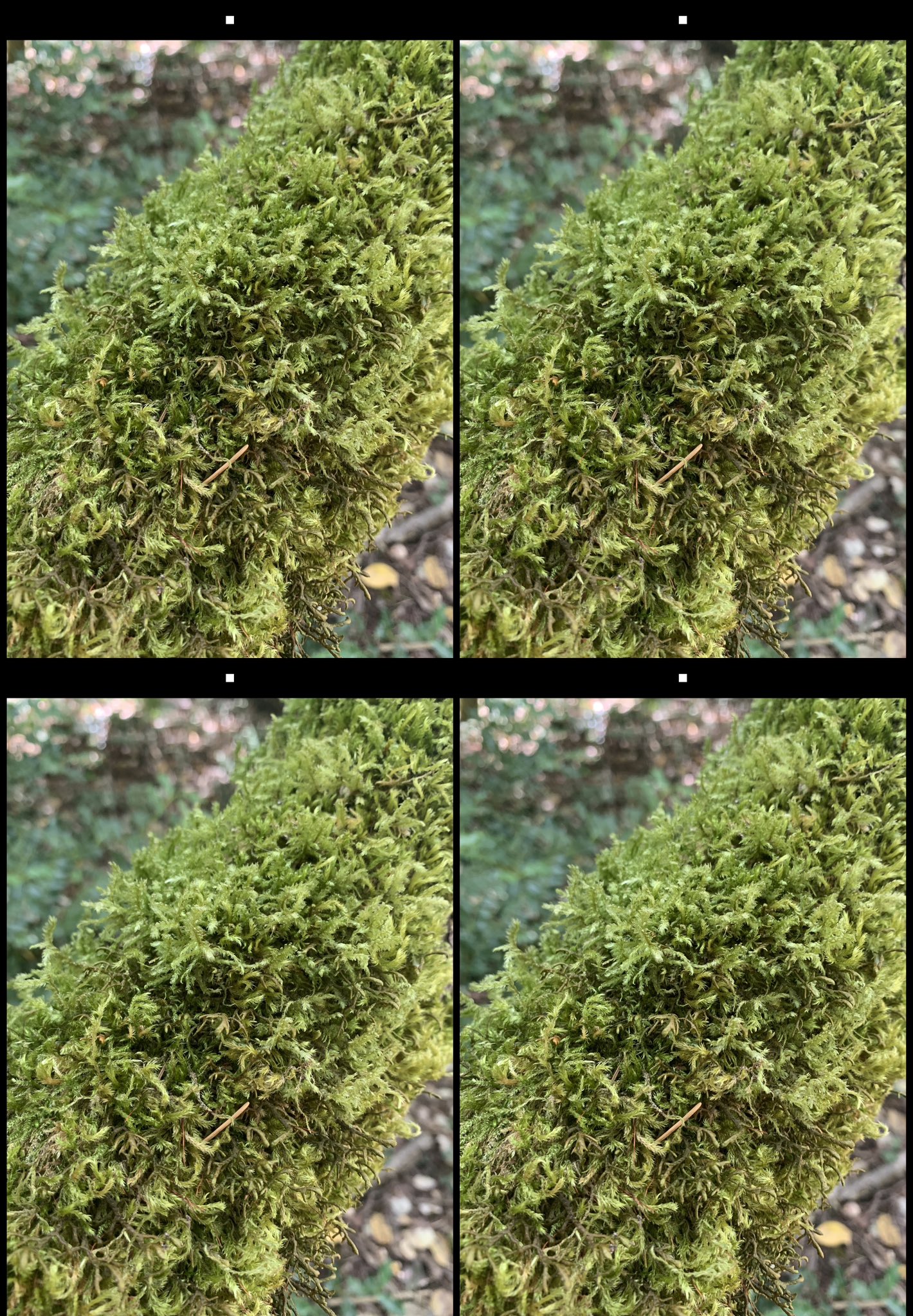 stereo image