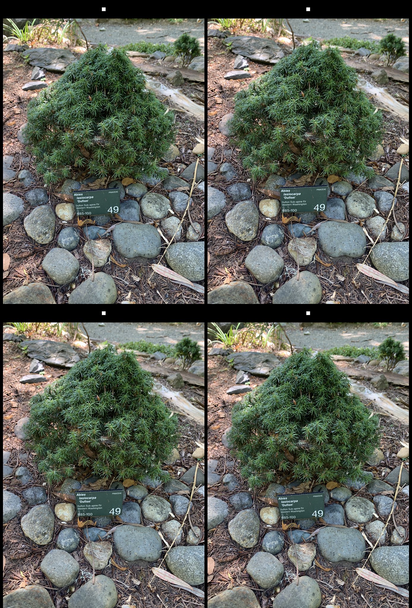 stereo image