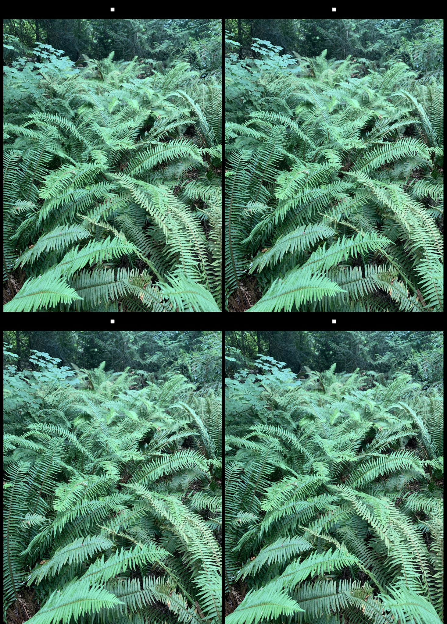 stereo image