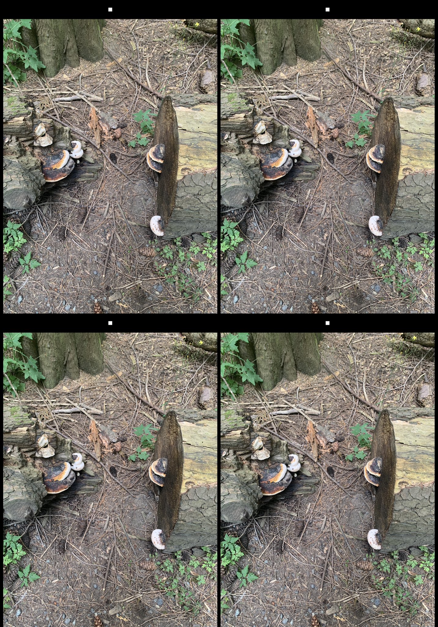 stereo image