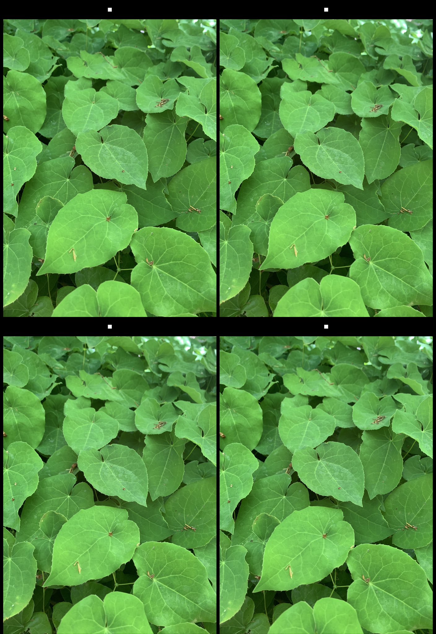 stereo image