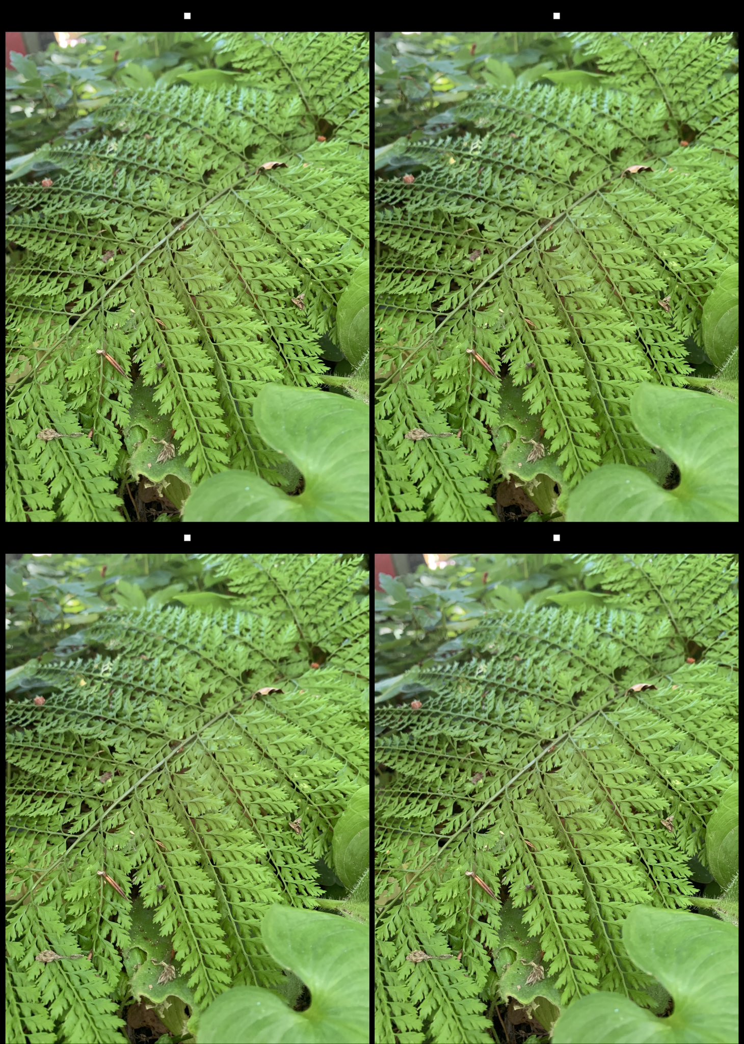 stereo image
