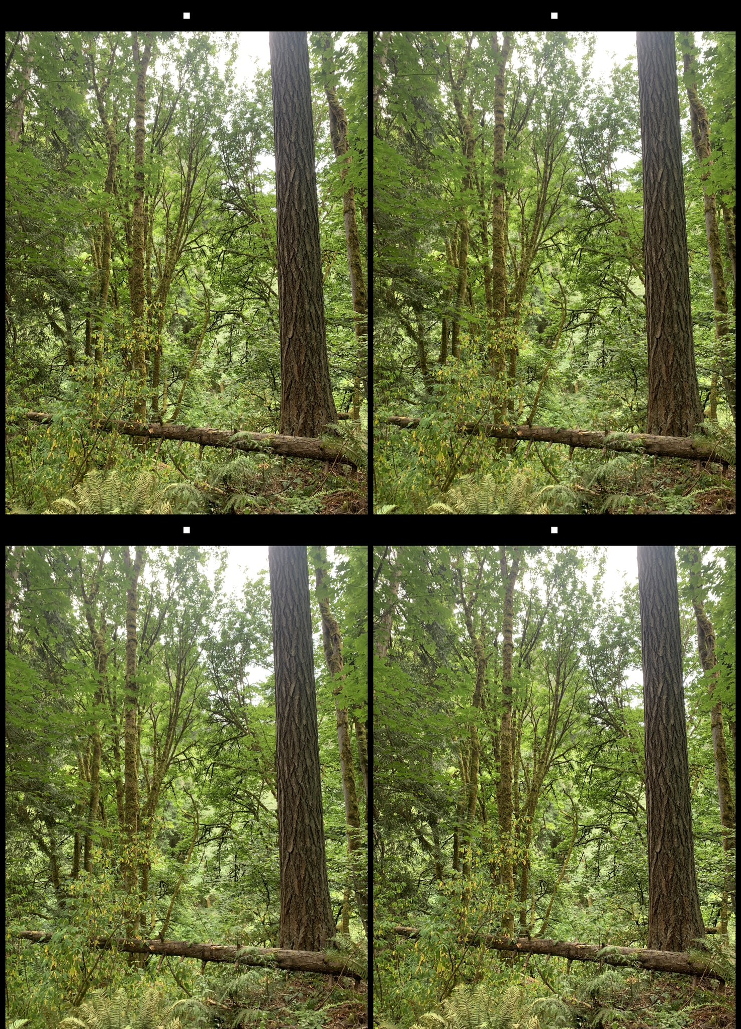 stereo image