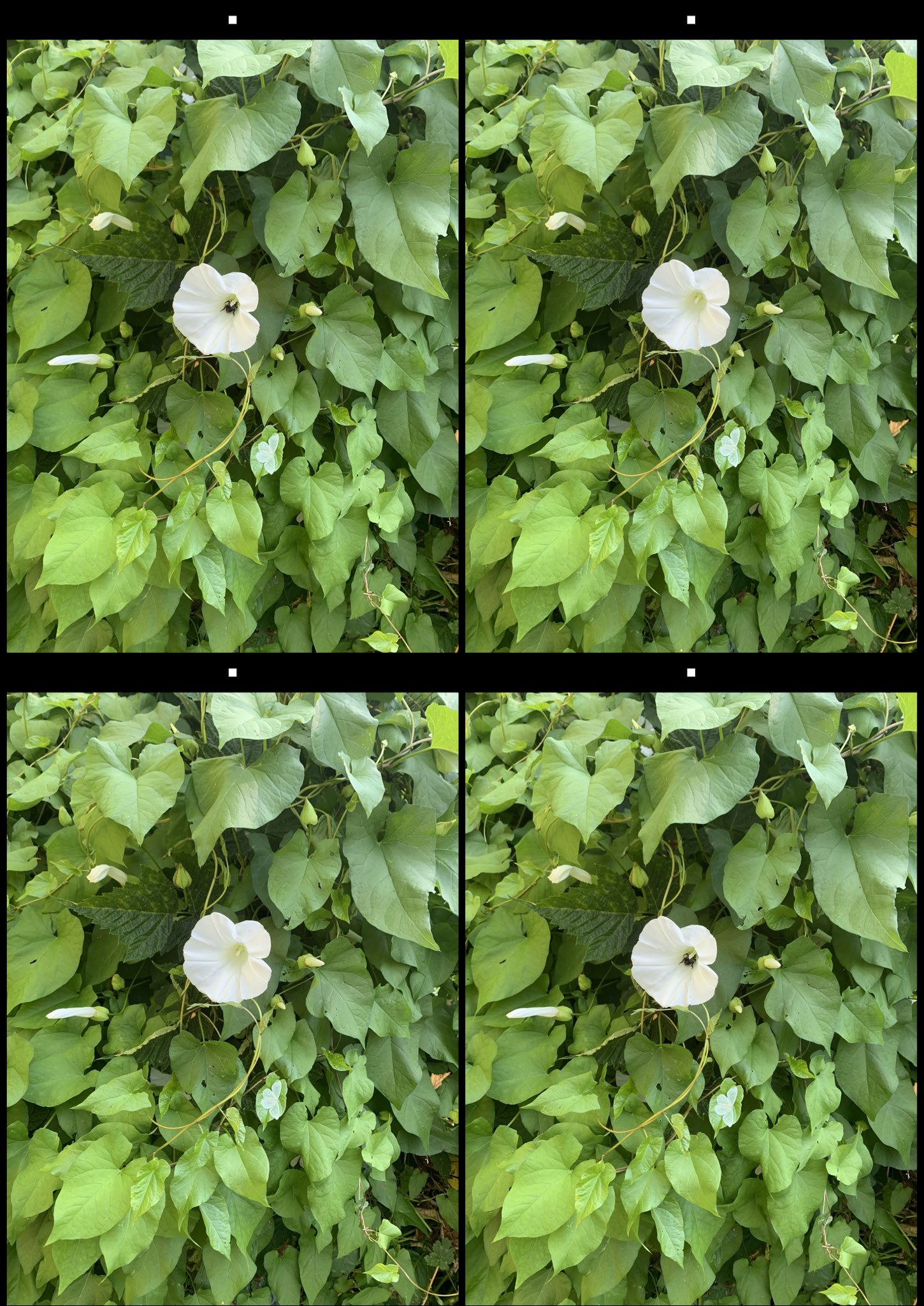stereo image