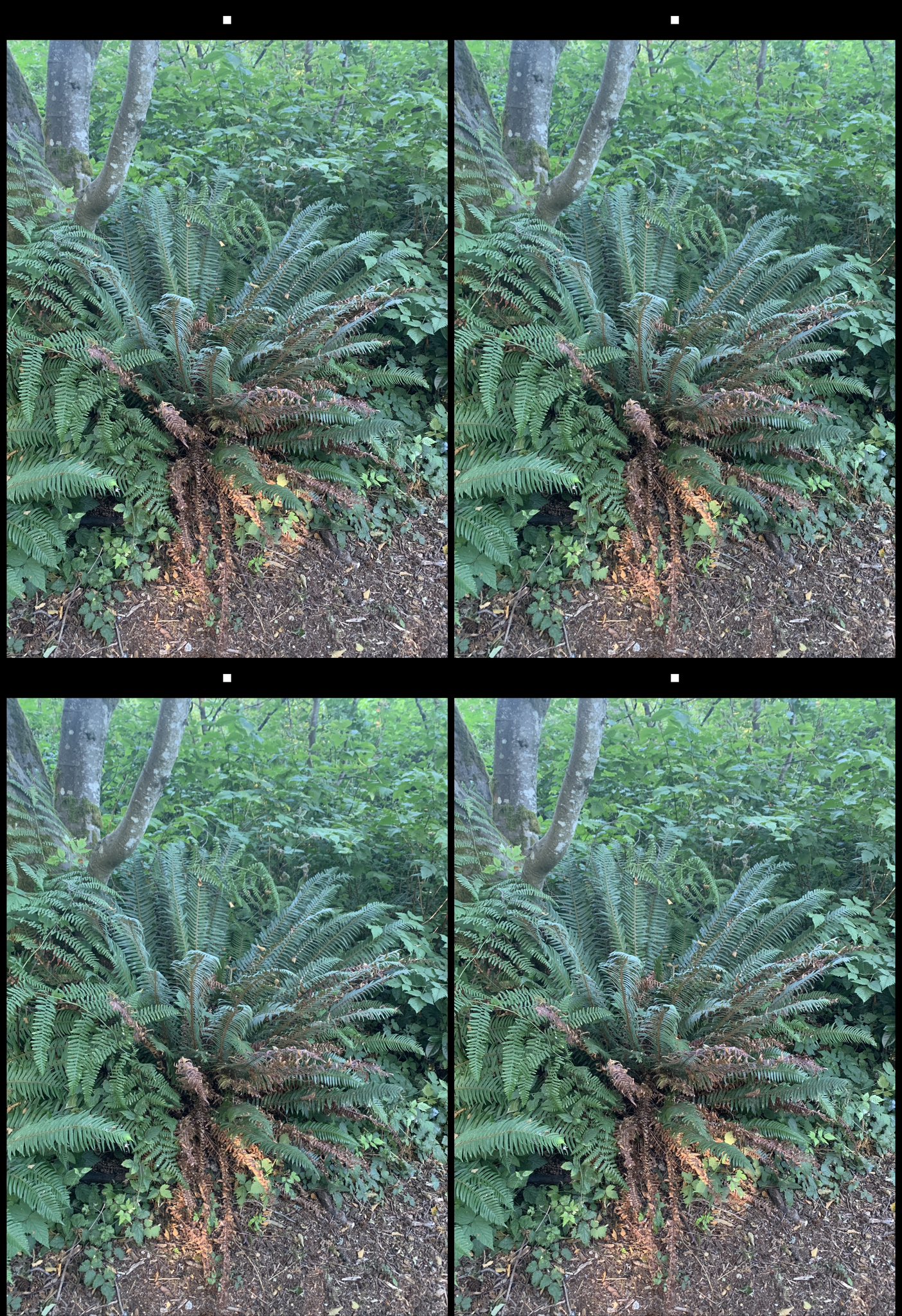 stereo image