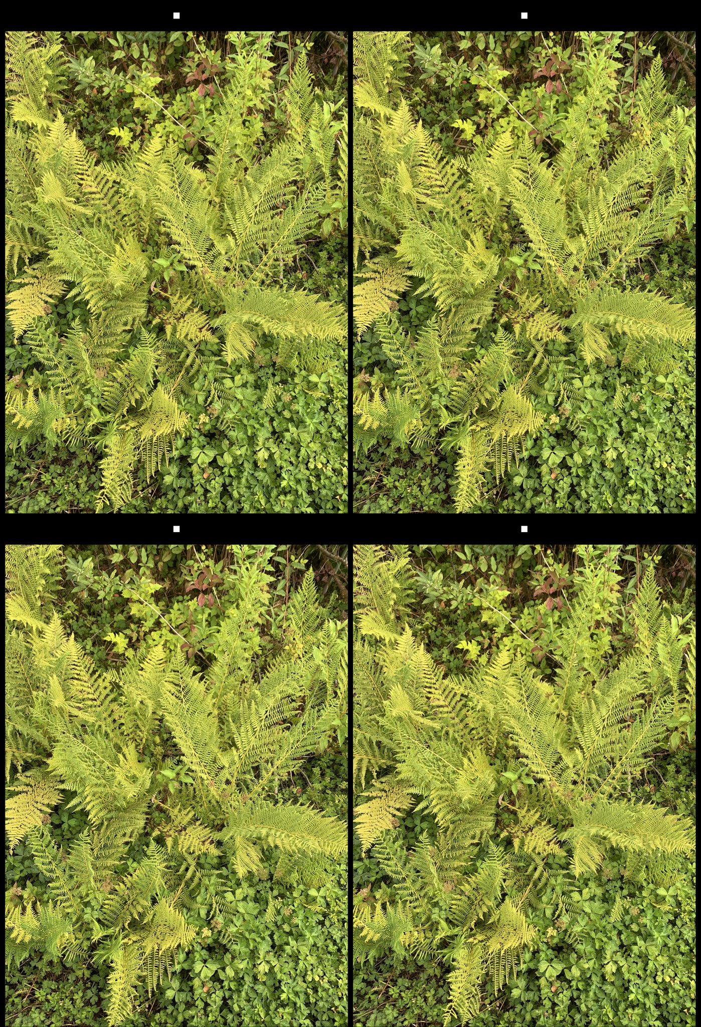 stereo image