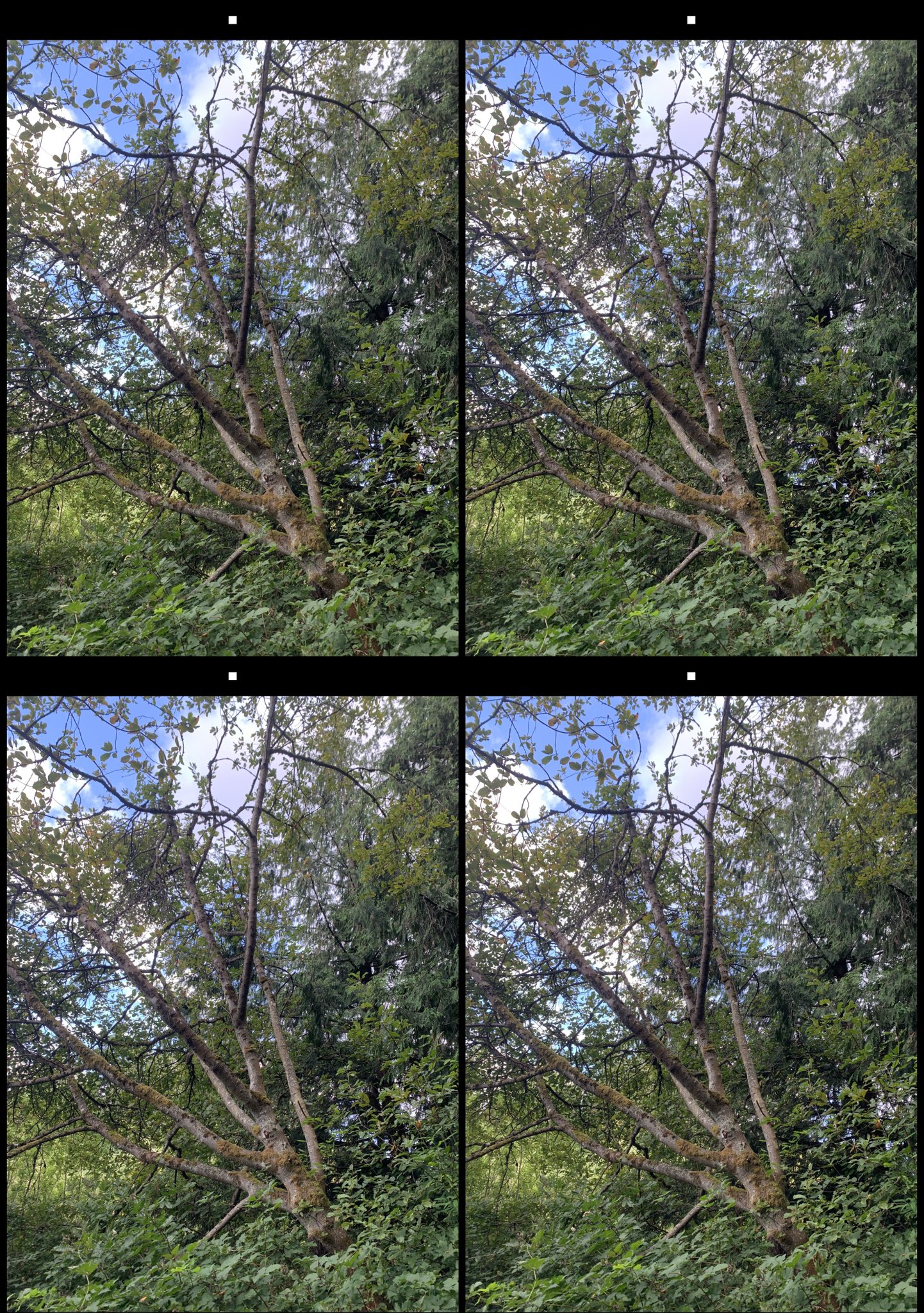 stereo image