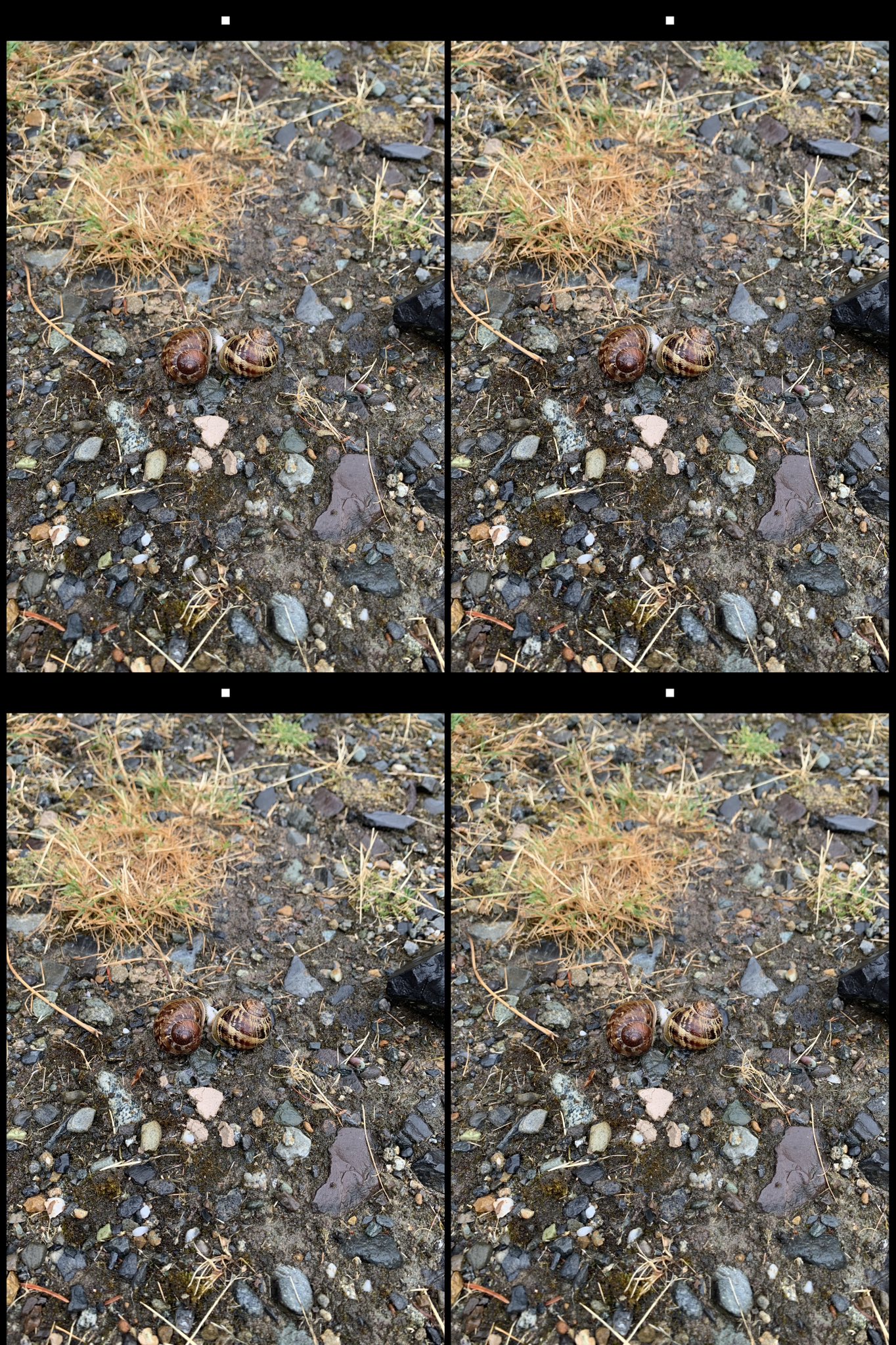stereo image