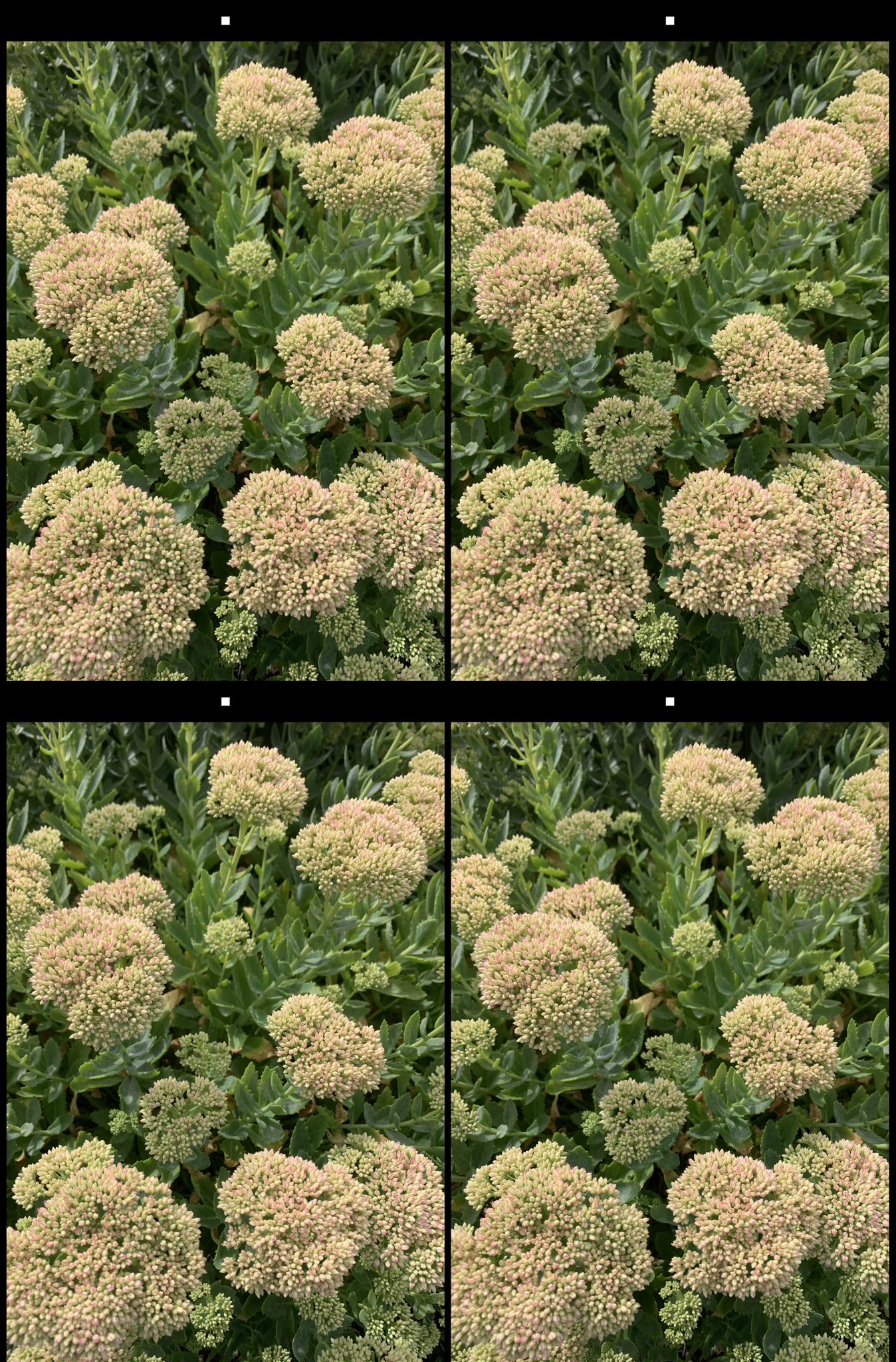 stereo image