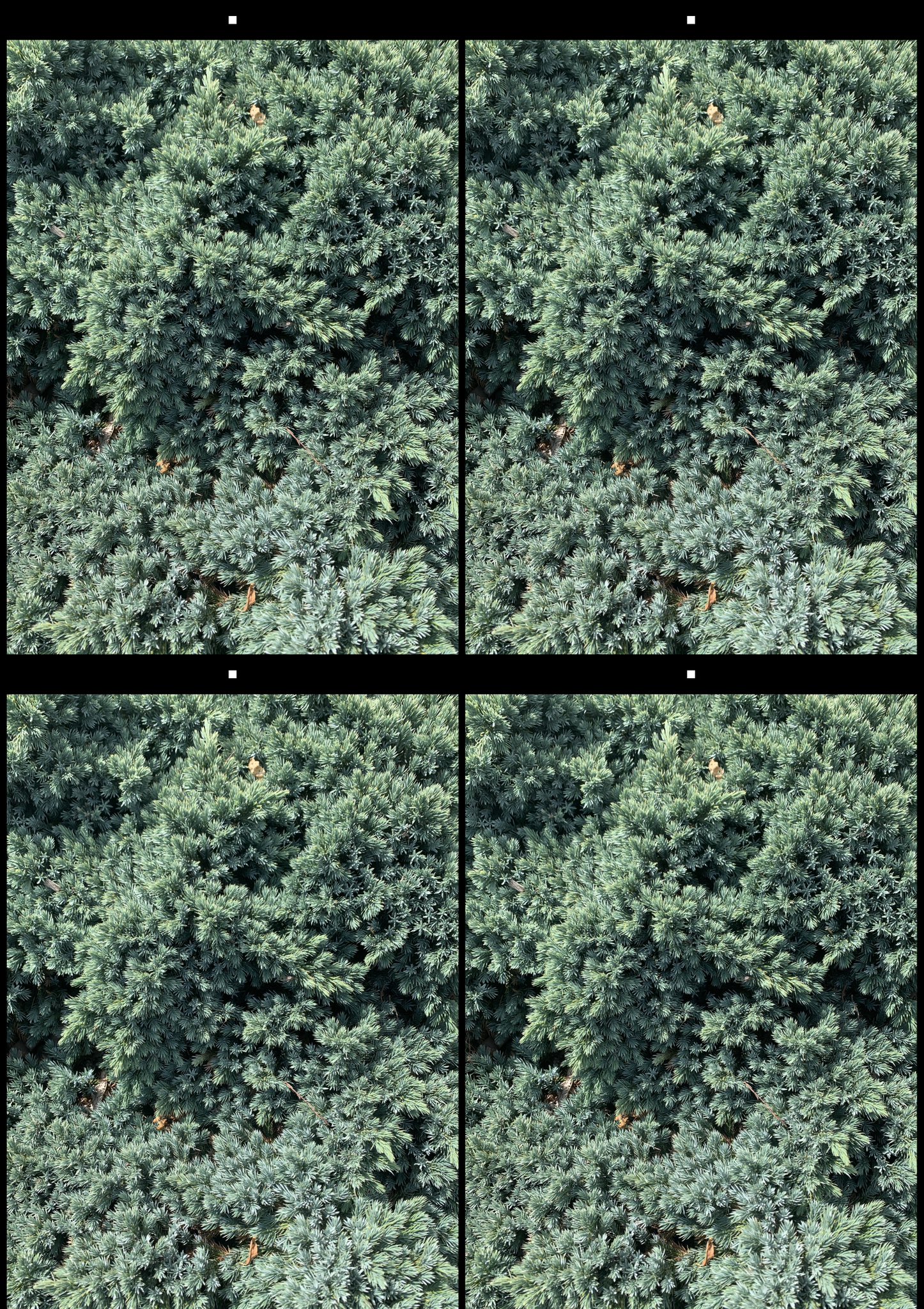 stereo image