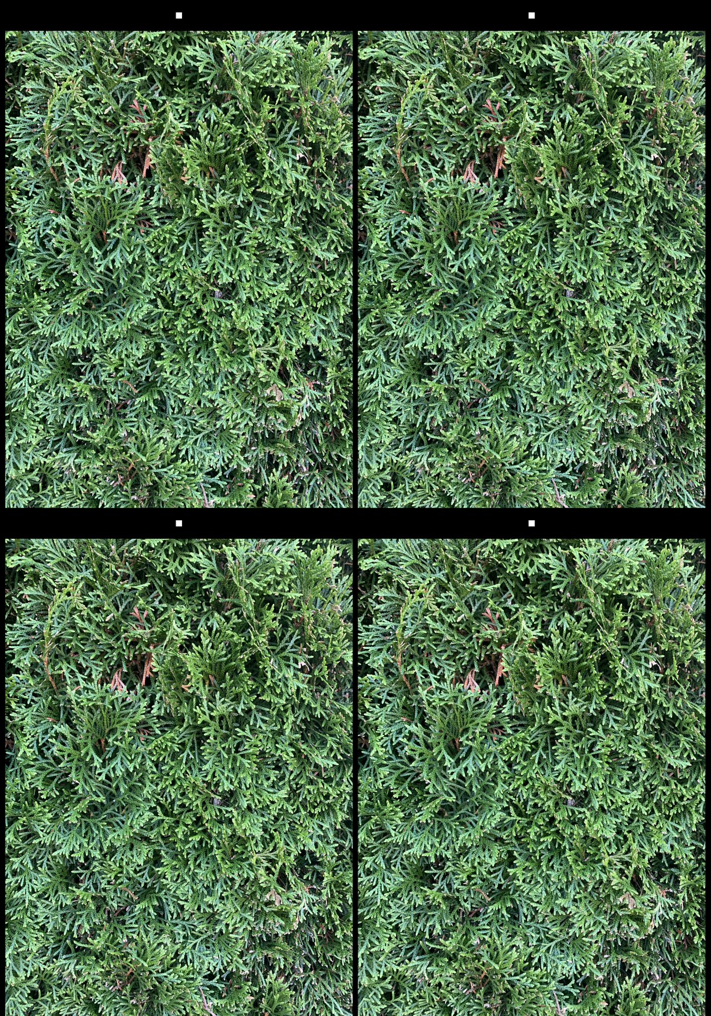 stereo image