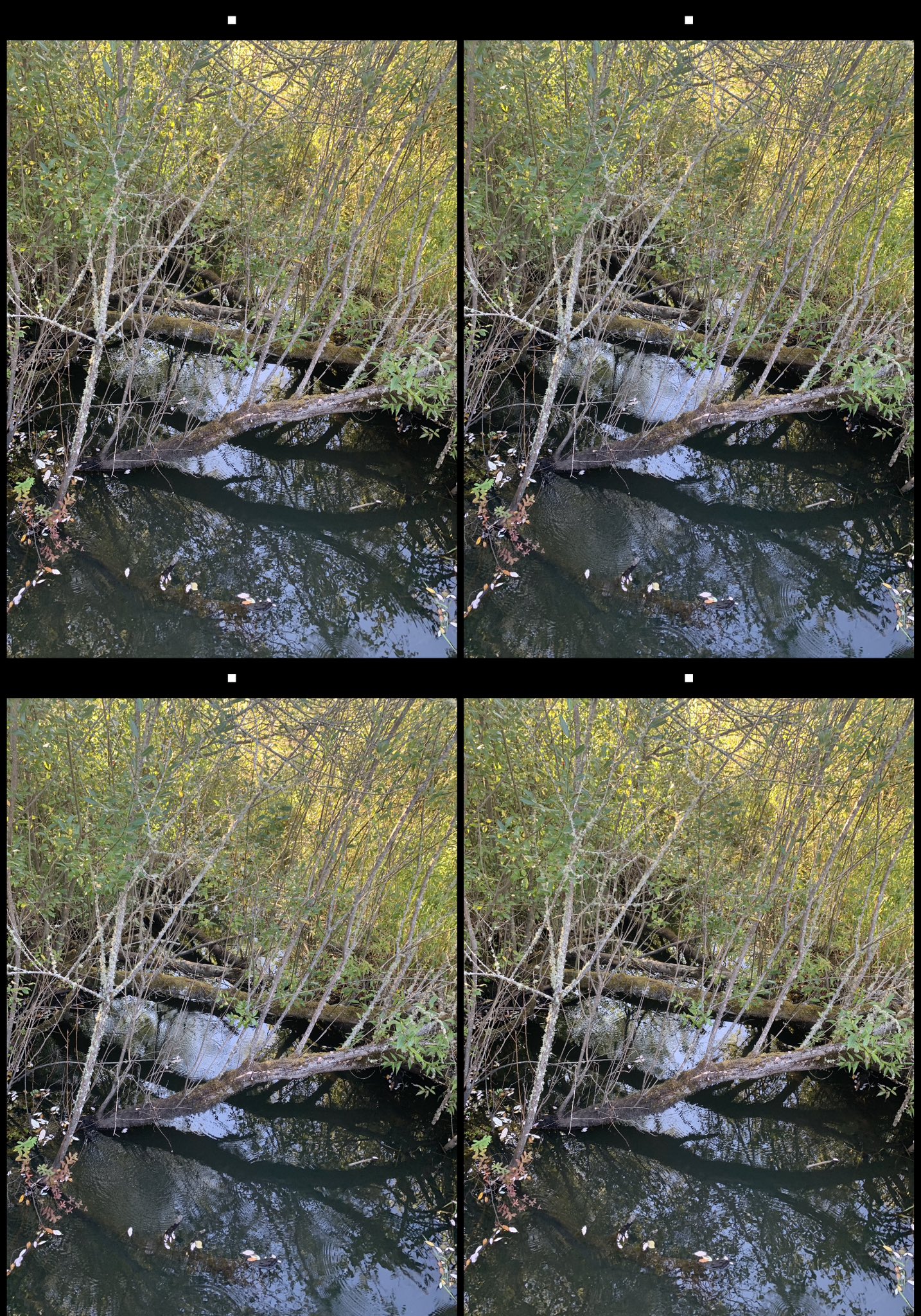 stereo image
