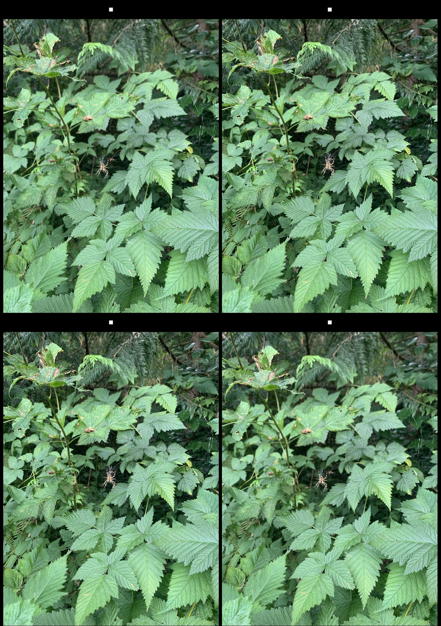 stereo image