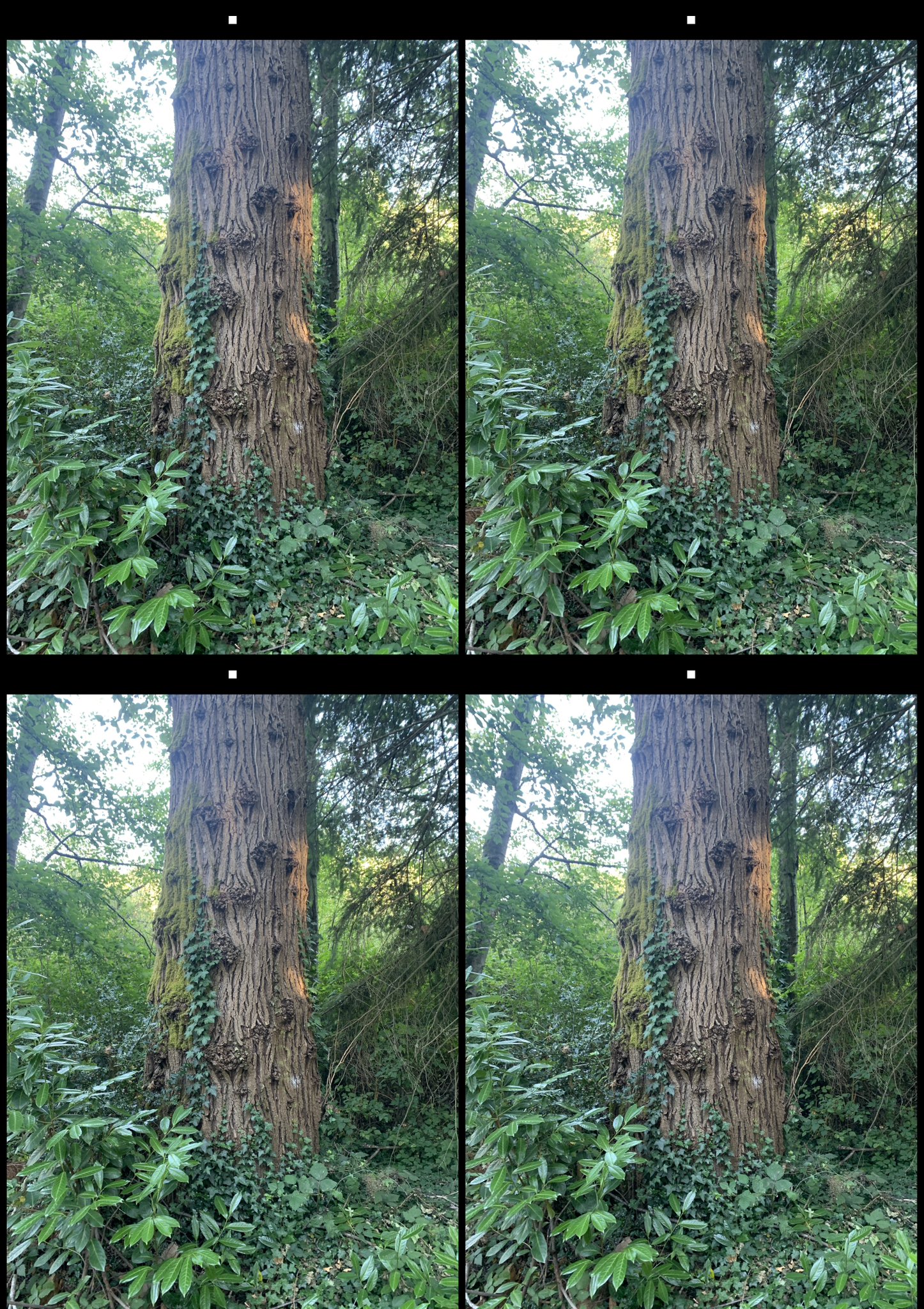 stereo image