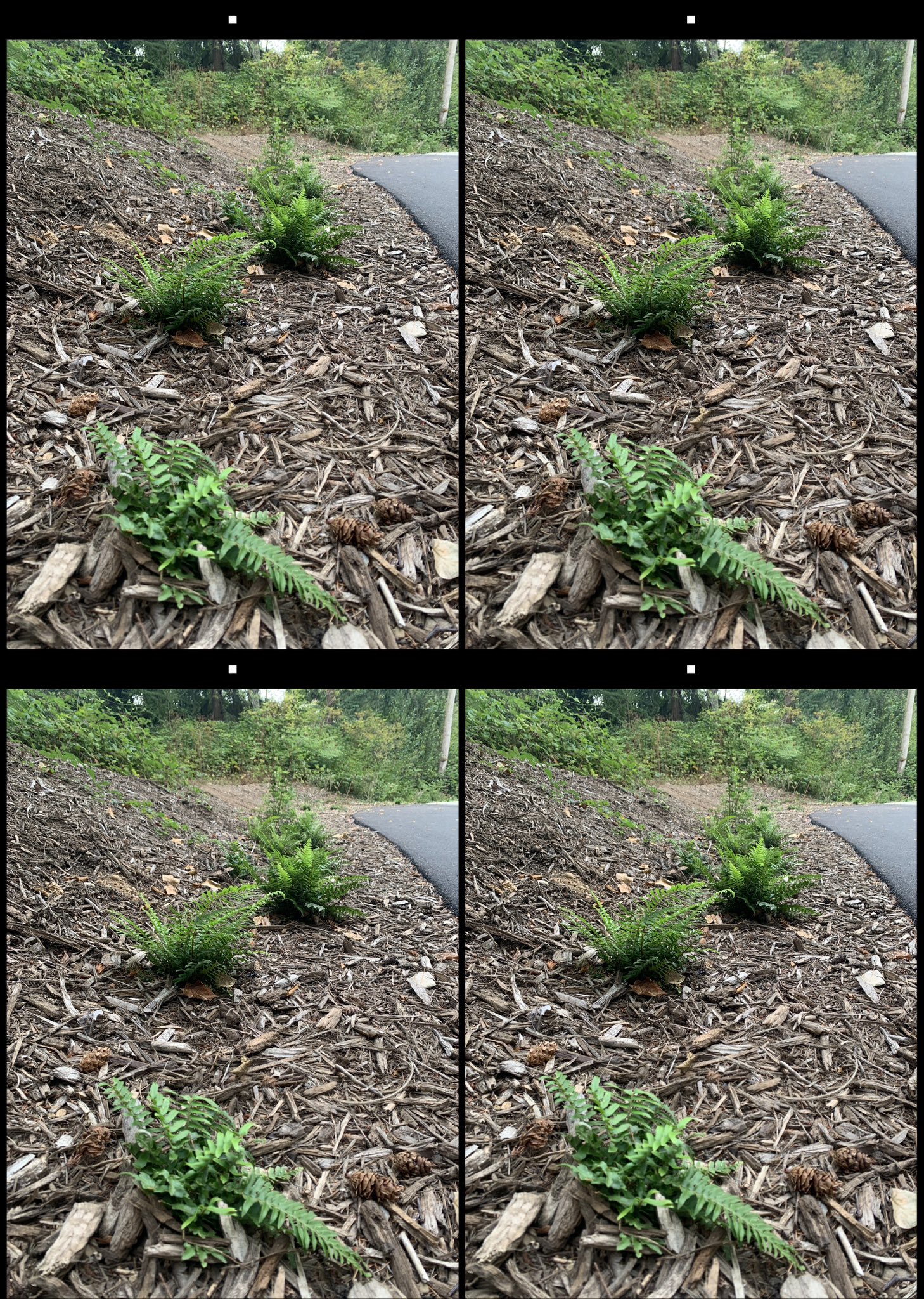 stereo image