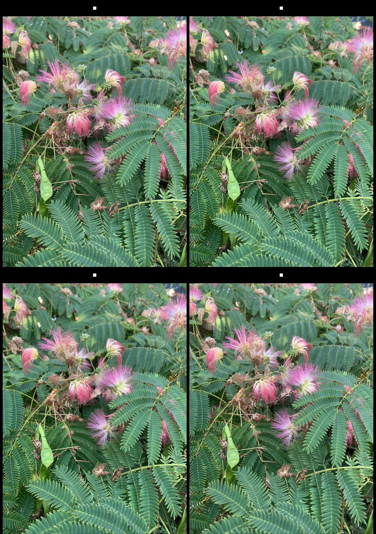 stereo image