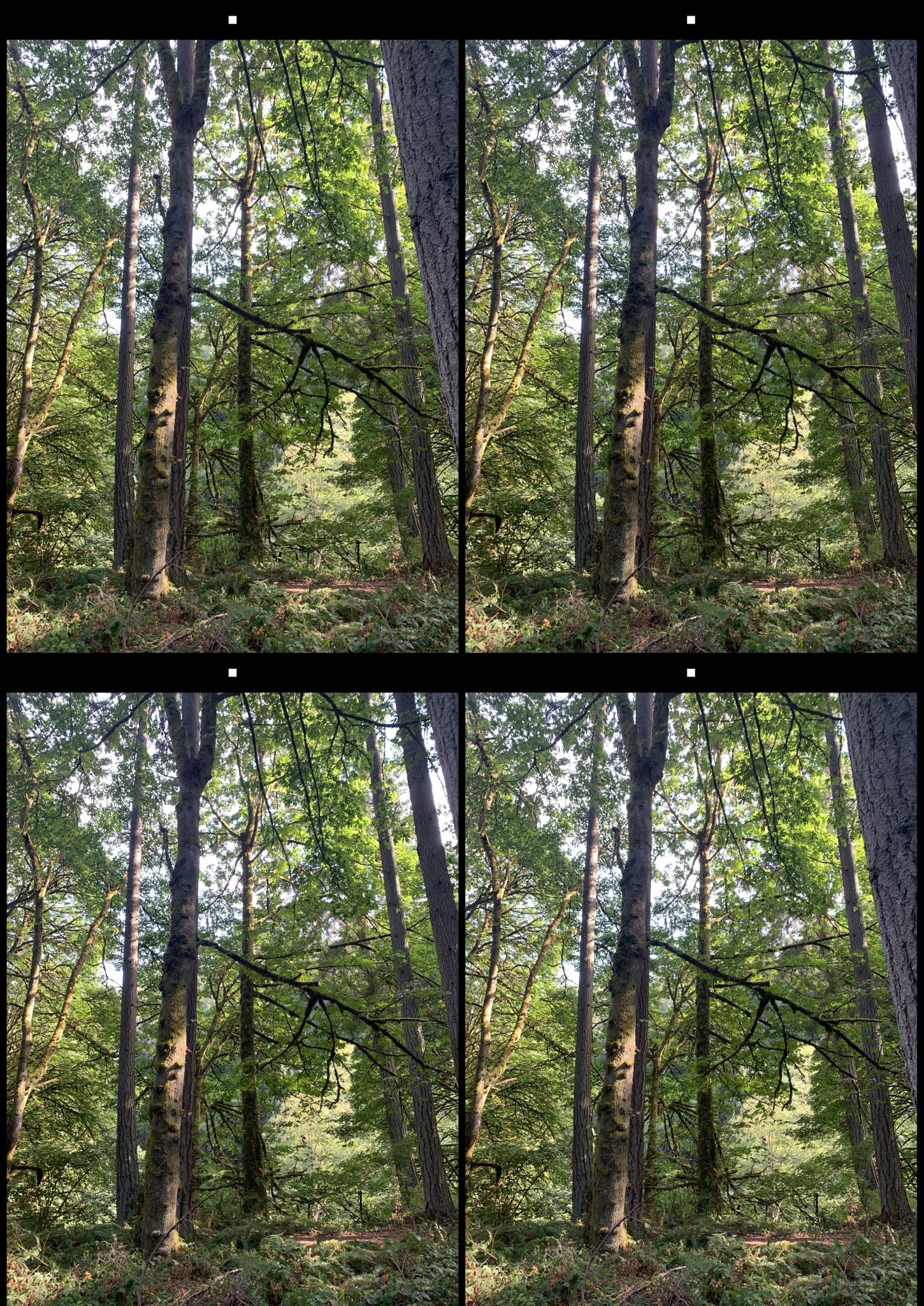 stereo image