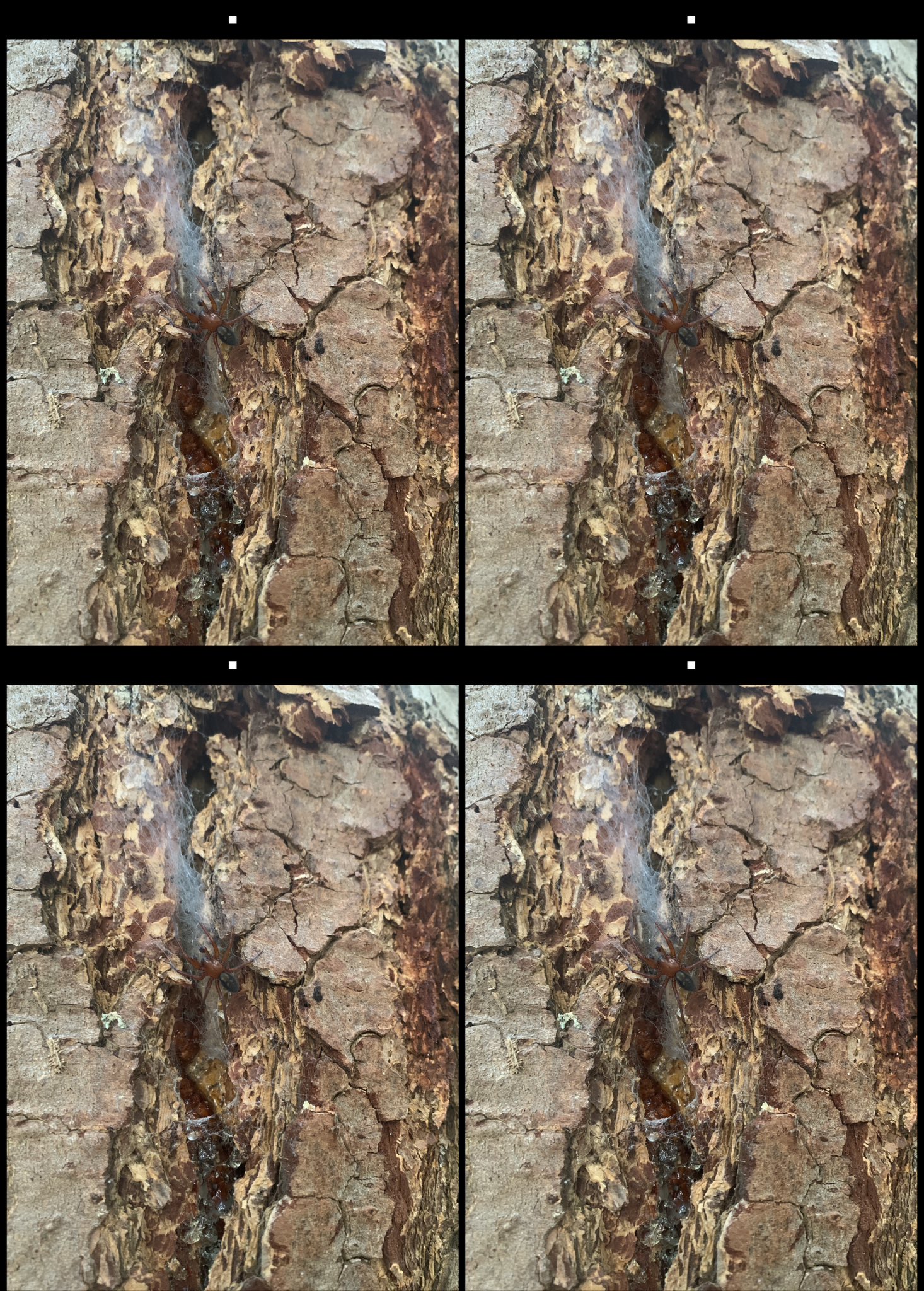 stereo image