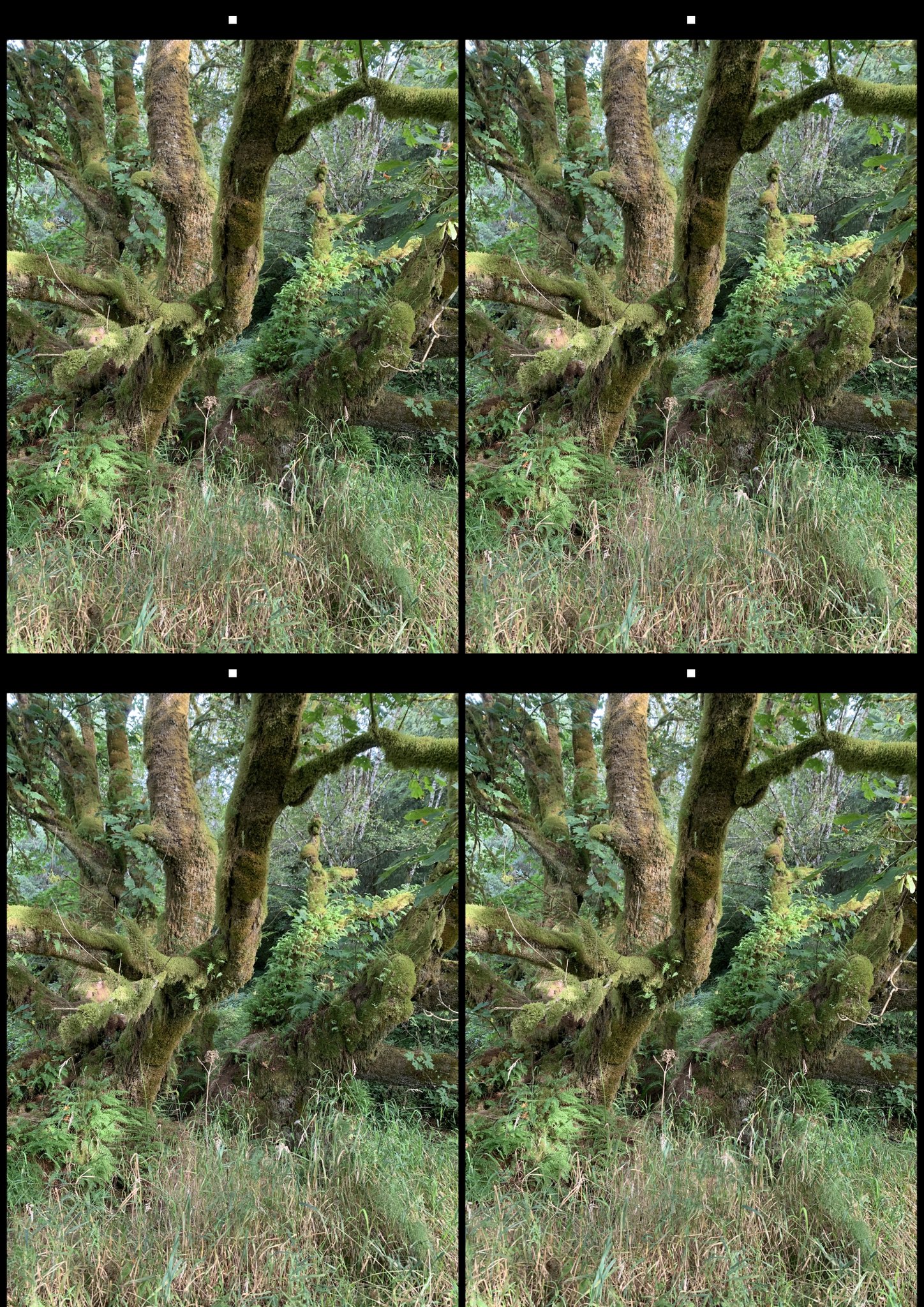 stereo image