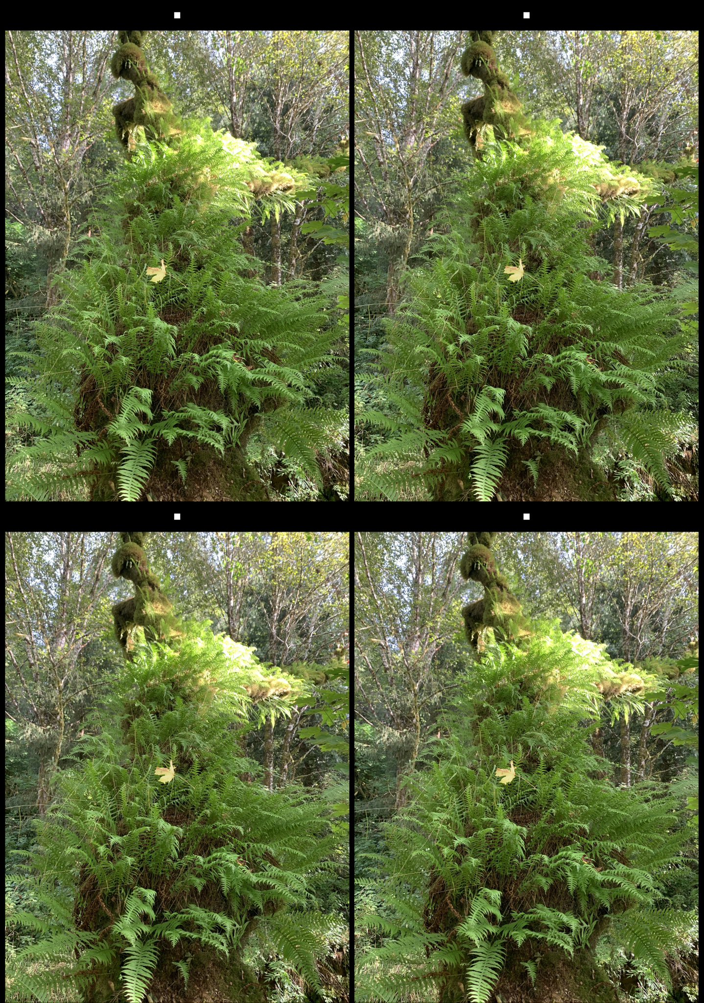stereo image