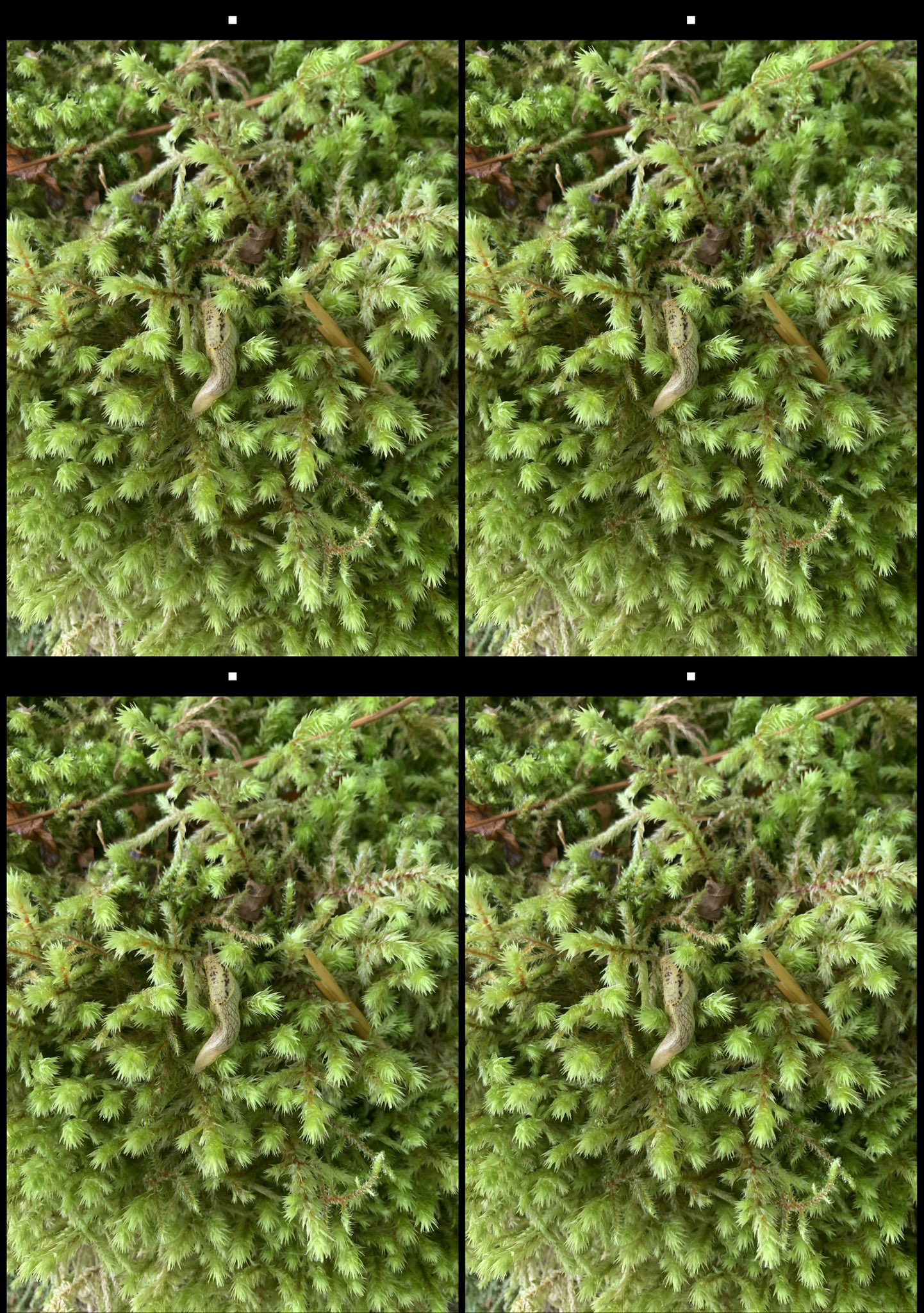 stereo image