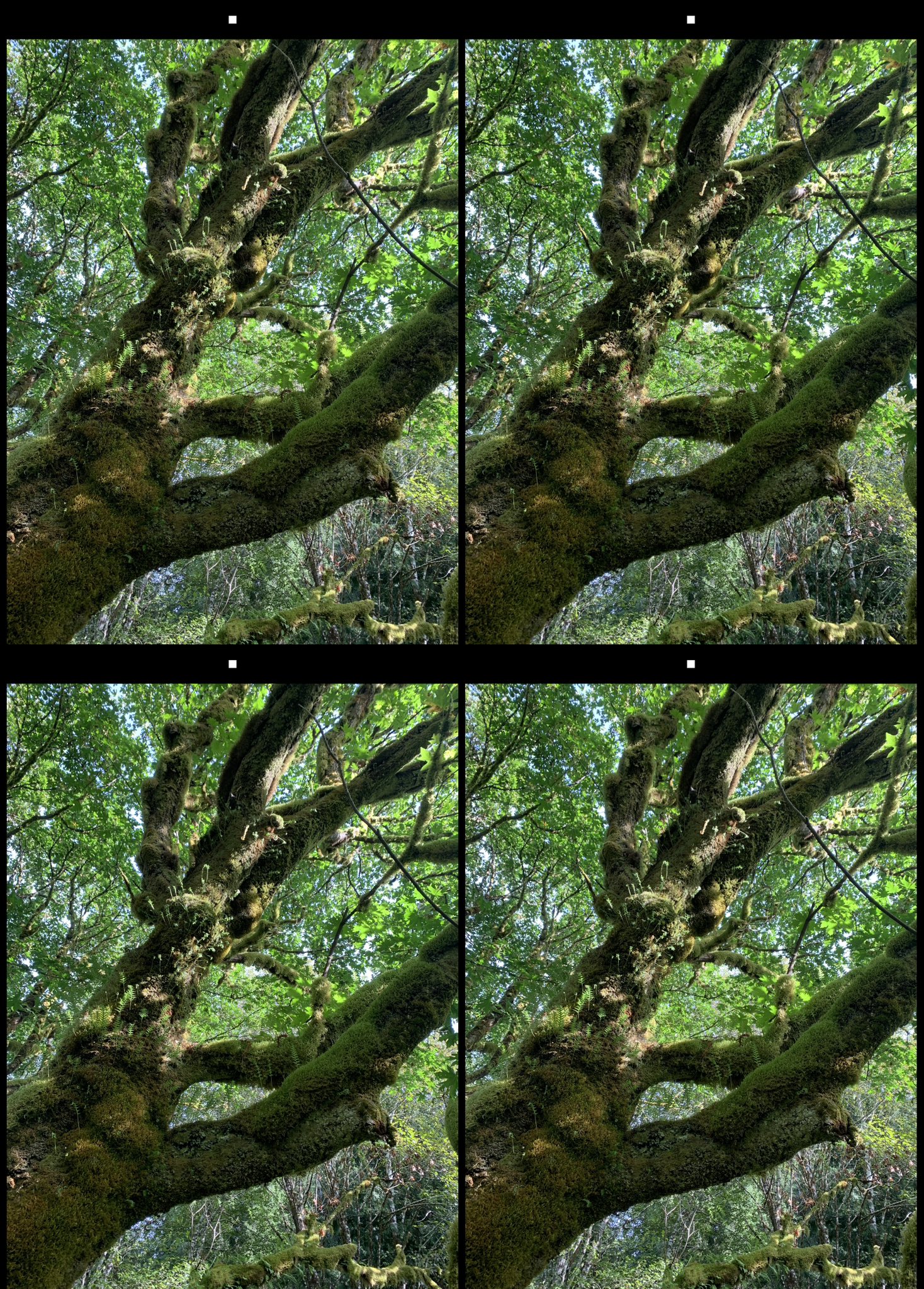 stereo image