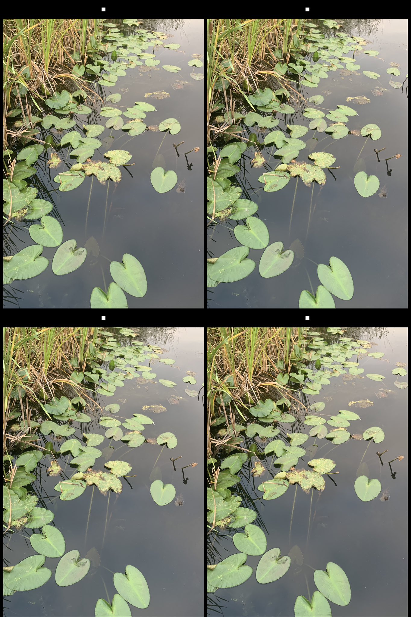 stereo image